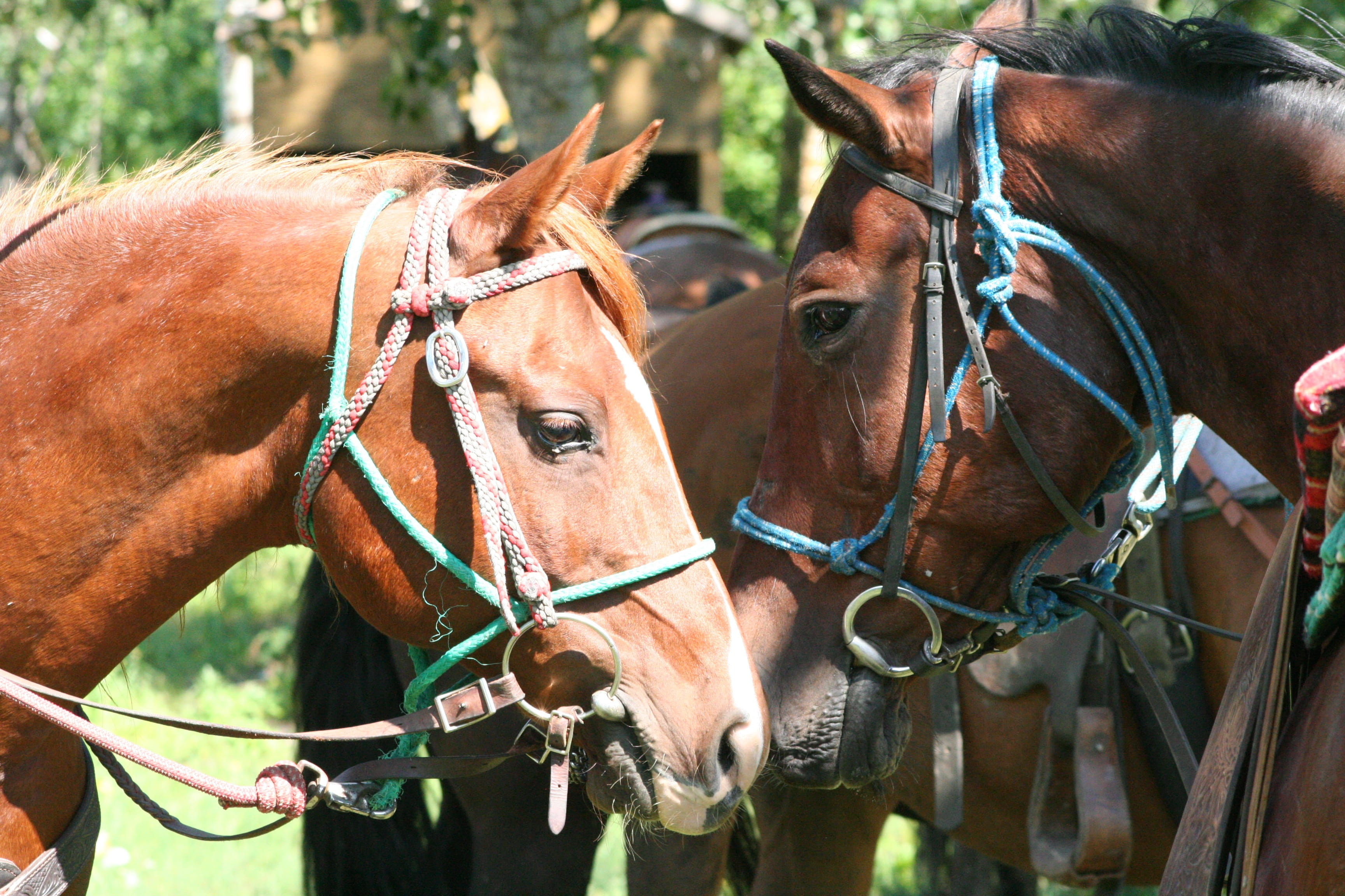 herbivorous, focus on foreground, vertebrate, domestic animals, outdoors, close-up, animal themes, bridle, lead rope, day, animal mouth, horse, two animals, HD Wallpaper