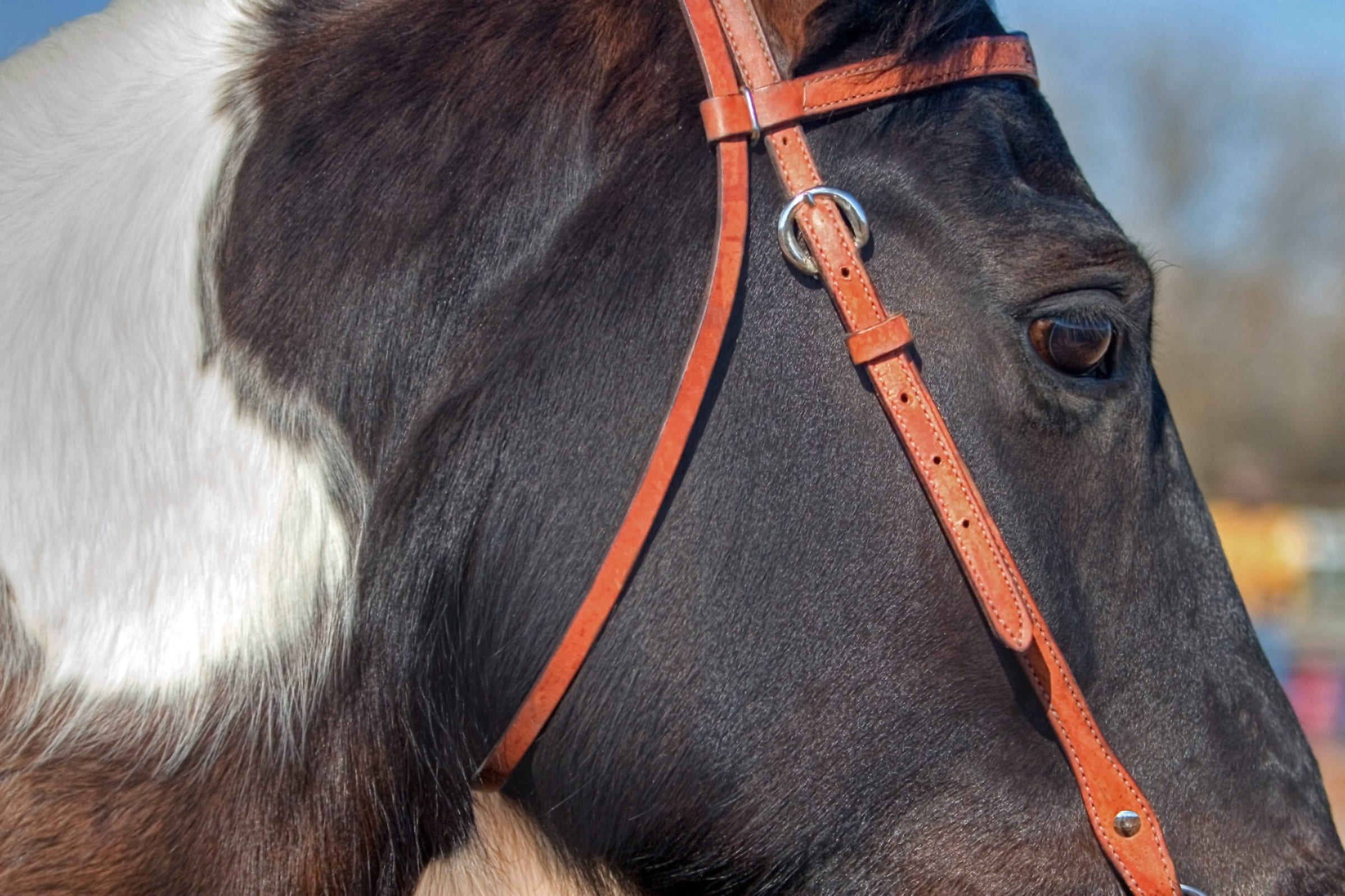 domestic, equestrian, horse head, animal body part, animal wildlife, bridle, one animal, outdoors, domestic animals, no people, horse, equine, 1080P, focus on foreground, HD Wallpaper
