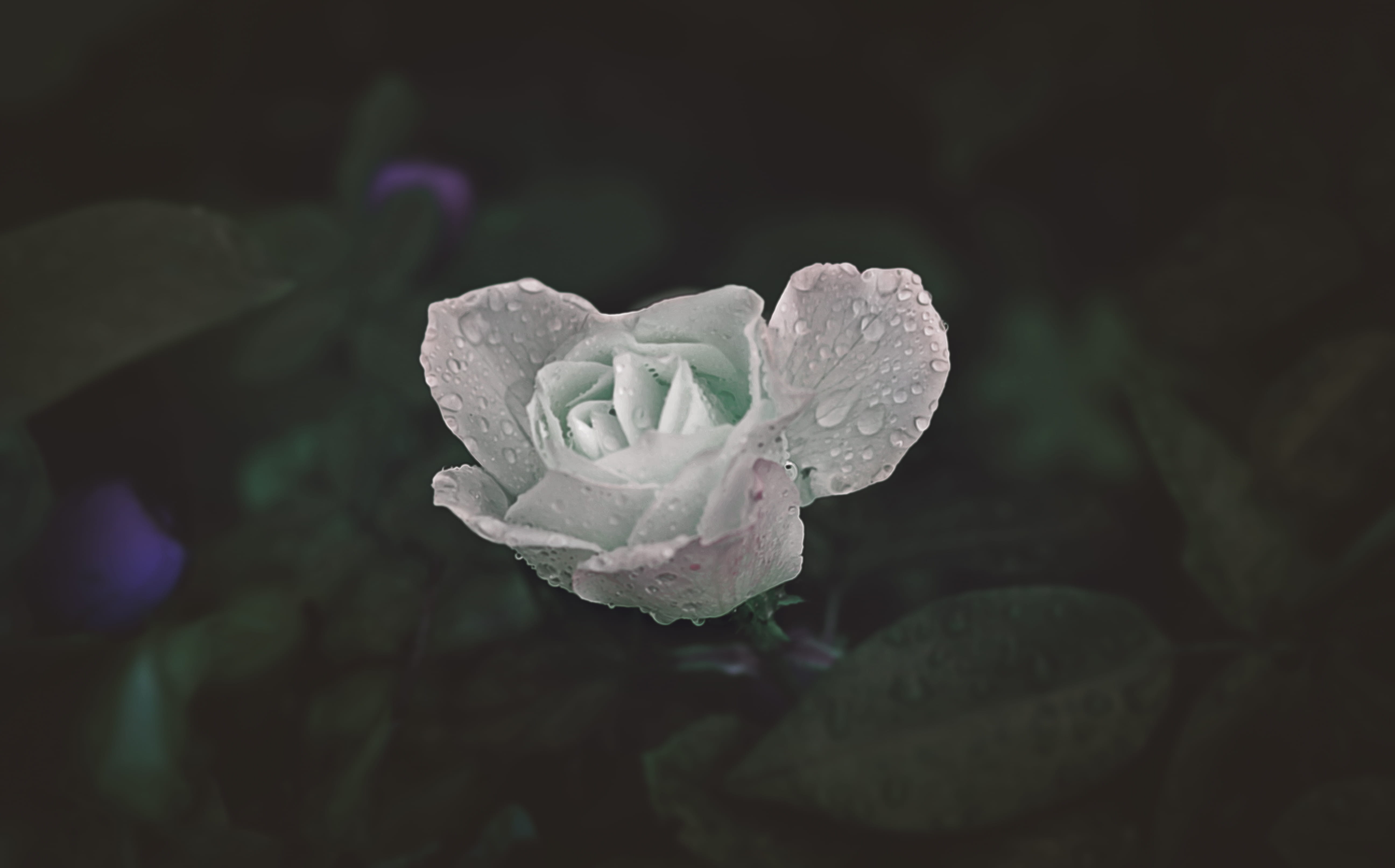 unsplash, vulnerability, cute, flower head, no people, growth, flower, rose - flower, colorfull, close-up, drop, dew, water, beauty in nature, light, rain, HD Wallpaper