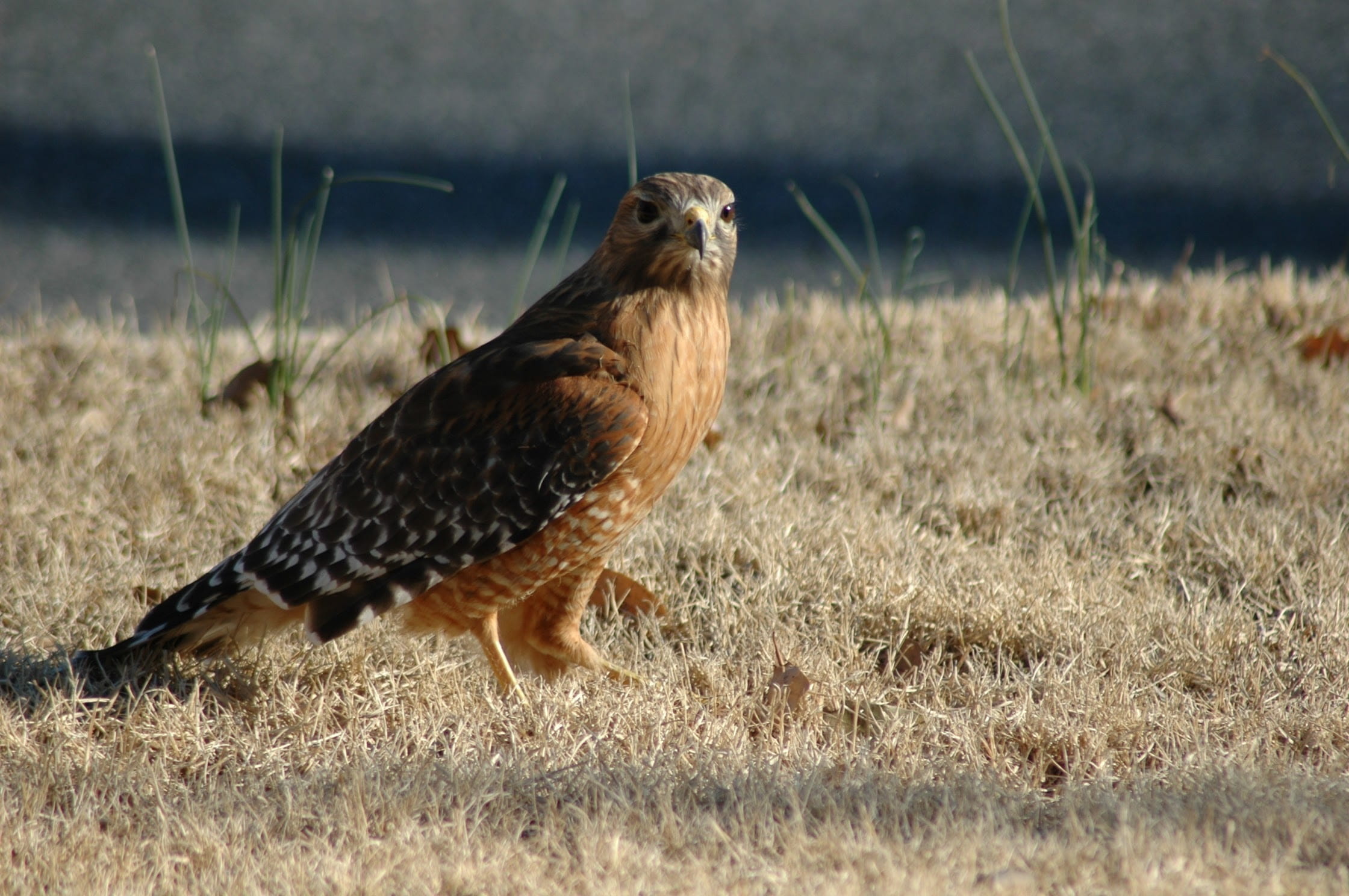 plant, Nature, animal themes, animals hunting, animal, animal wildlife, hunting, animals In The Wild, wildlife, falcon - bird, animals And Pets, land, side view, HD Wallpaper