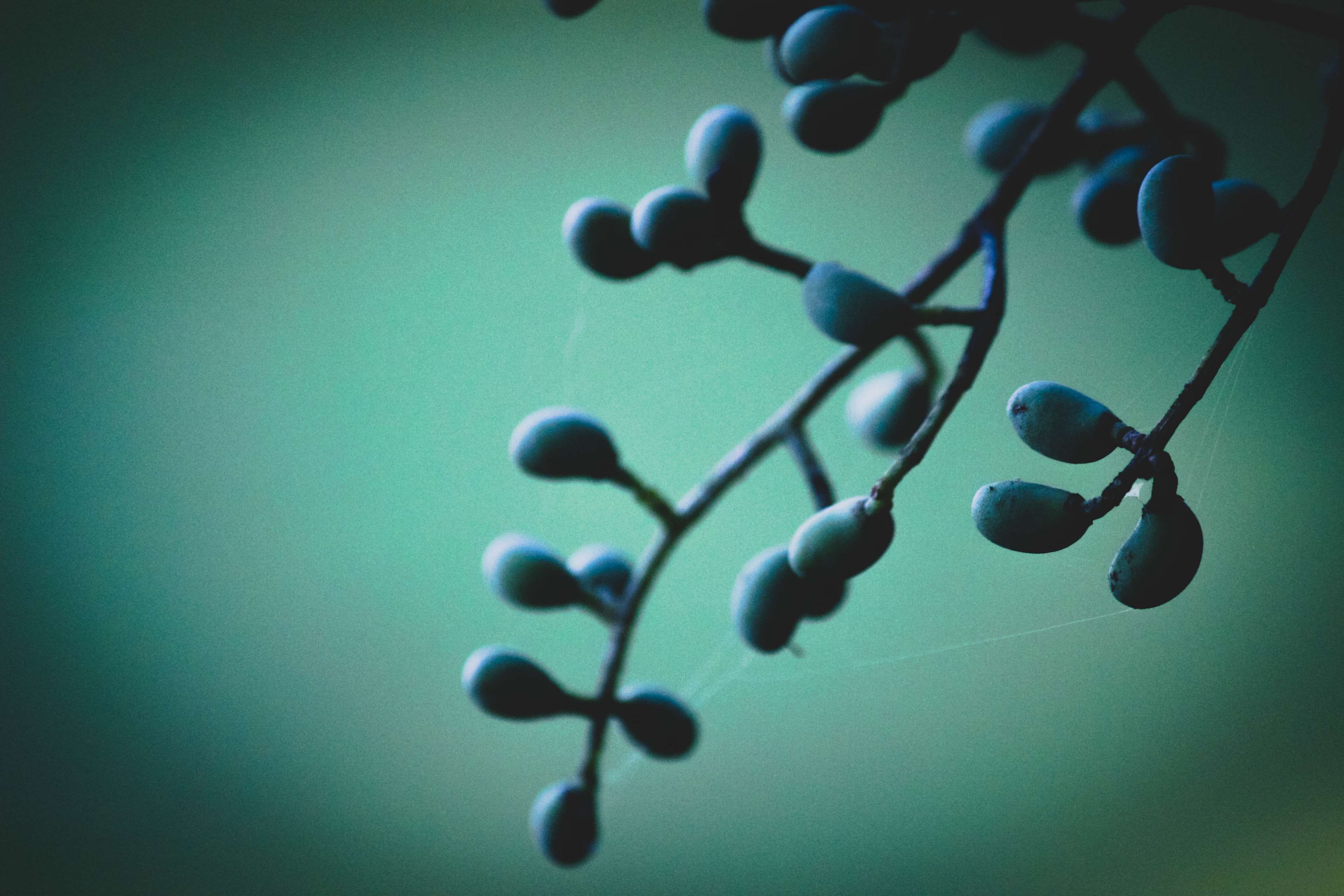 still life, education, tree, day, nature, fall, bead, large group of objects, moody, indoors, green color, selective focus, connection, shadow, berry, studio shot, HD Wallpaper
