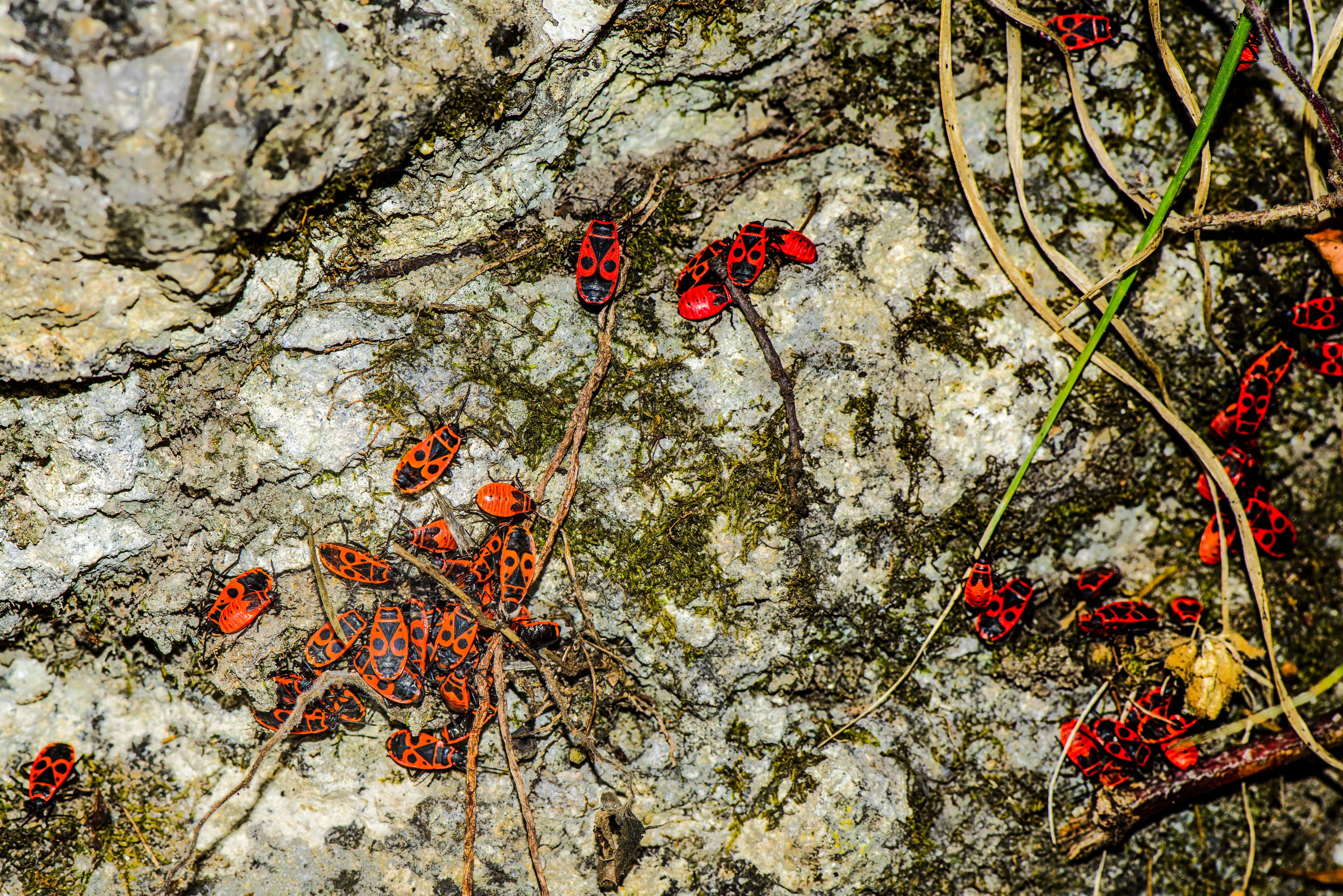 plant, flower, day, tree trunk, tree, bug, insect, close-up, animals in the wild, red, animal, growth, no people, beauty in nature, blood, group of animals, HD Wallpaper