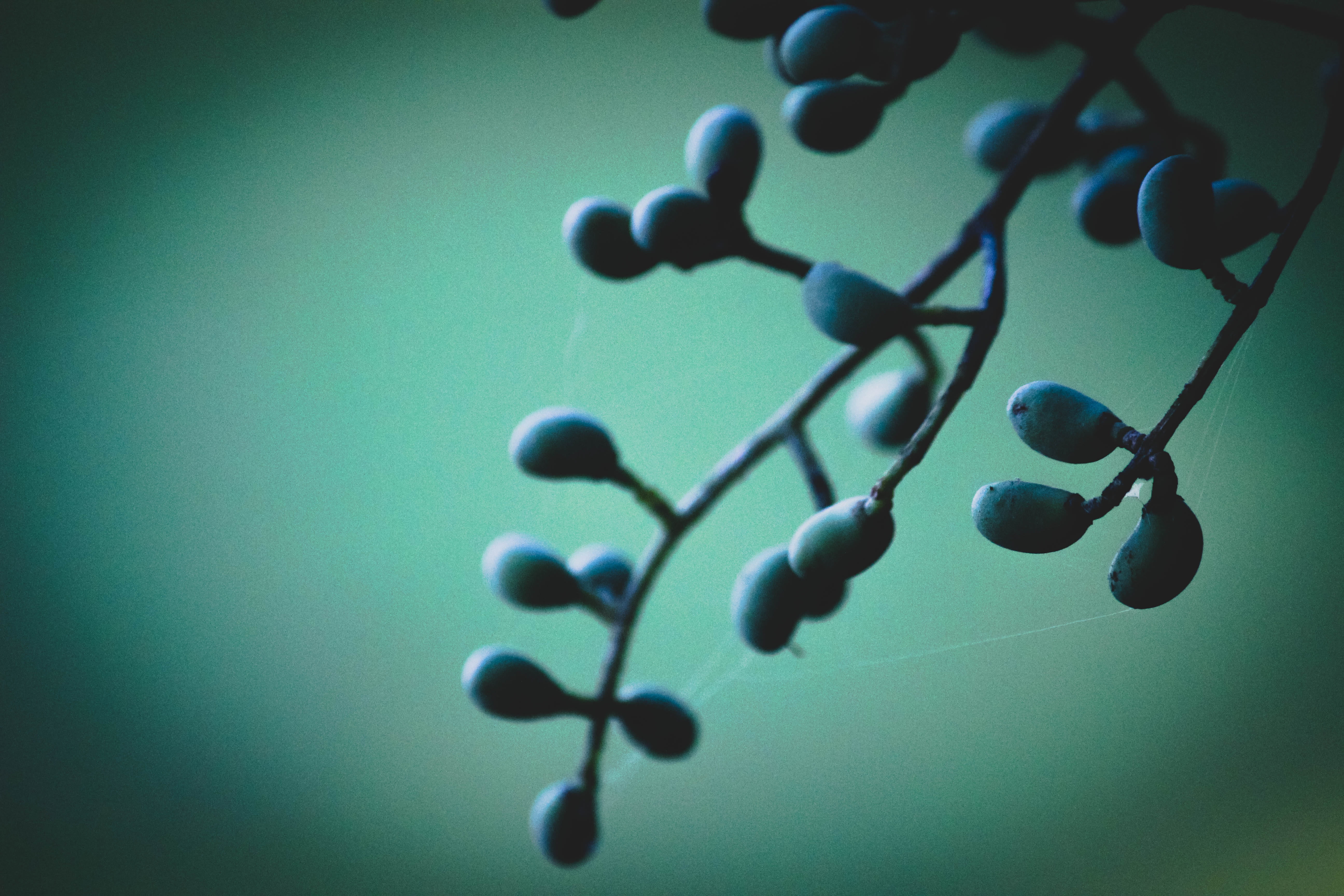 connection, bead, shadow, plant, selective focus, photography, vignette, berries, focus on foreground, blue, large group of objects, photo, abundance, 5K, HD Wallpaper