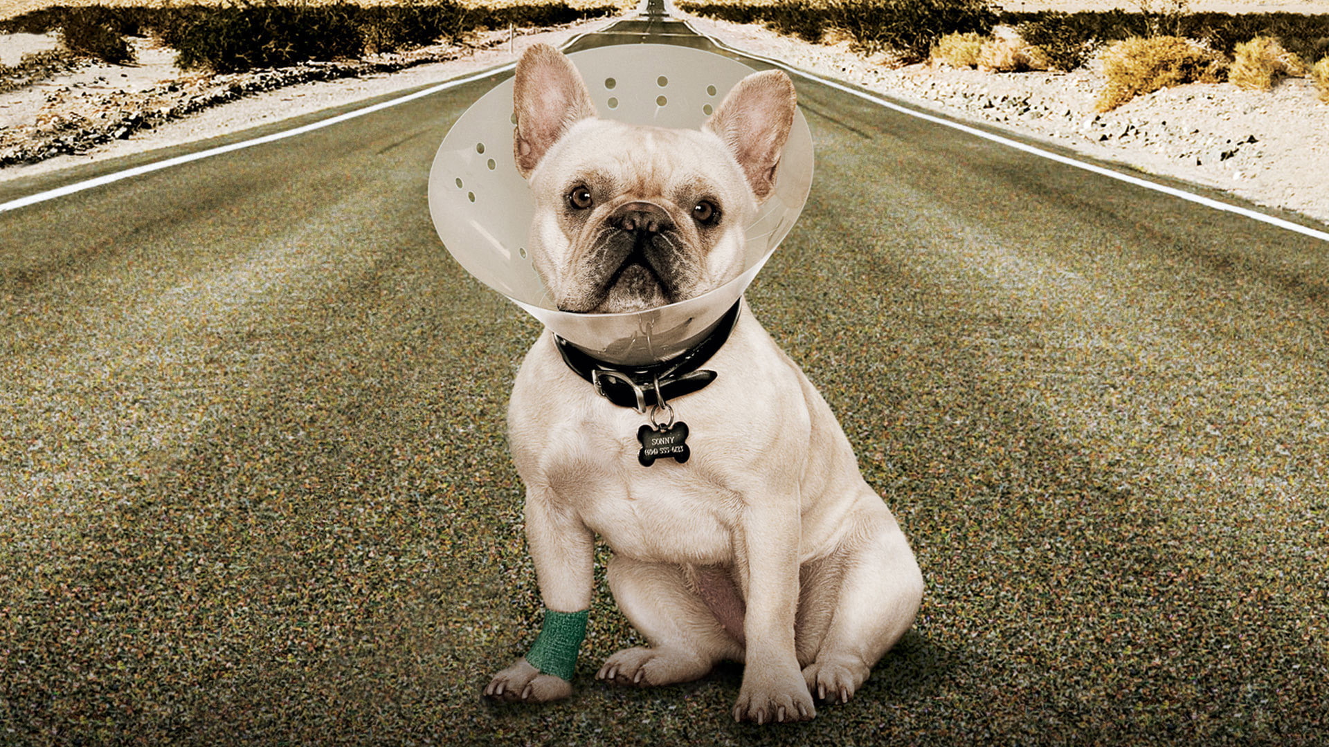 dog, 1080P, due, date, HD Wallpaper
