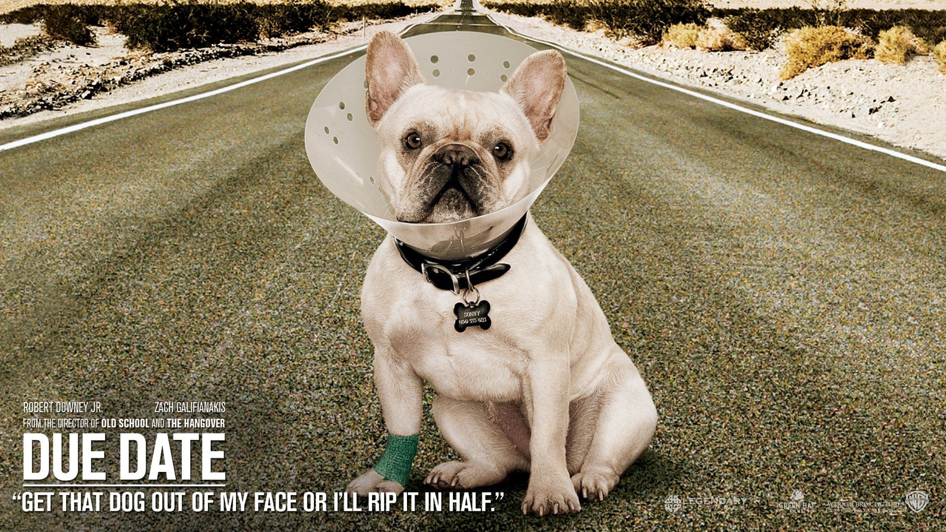 movies, date, 1080P, due, dogs, HD Wallpaper