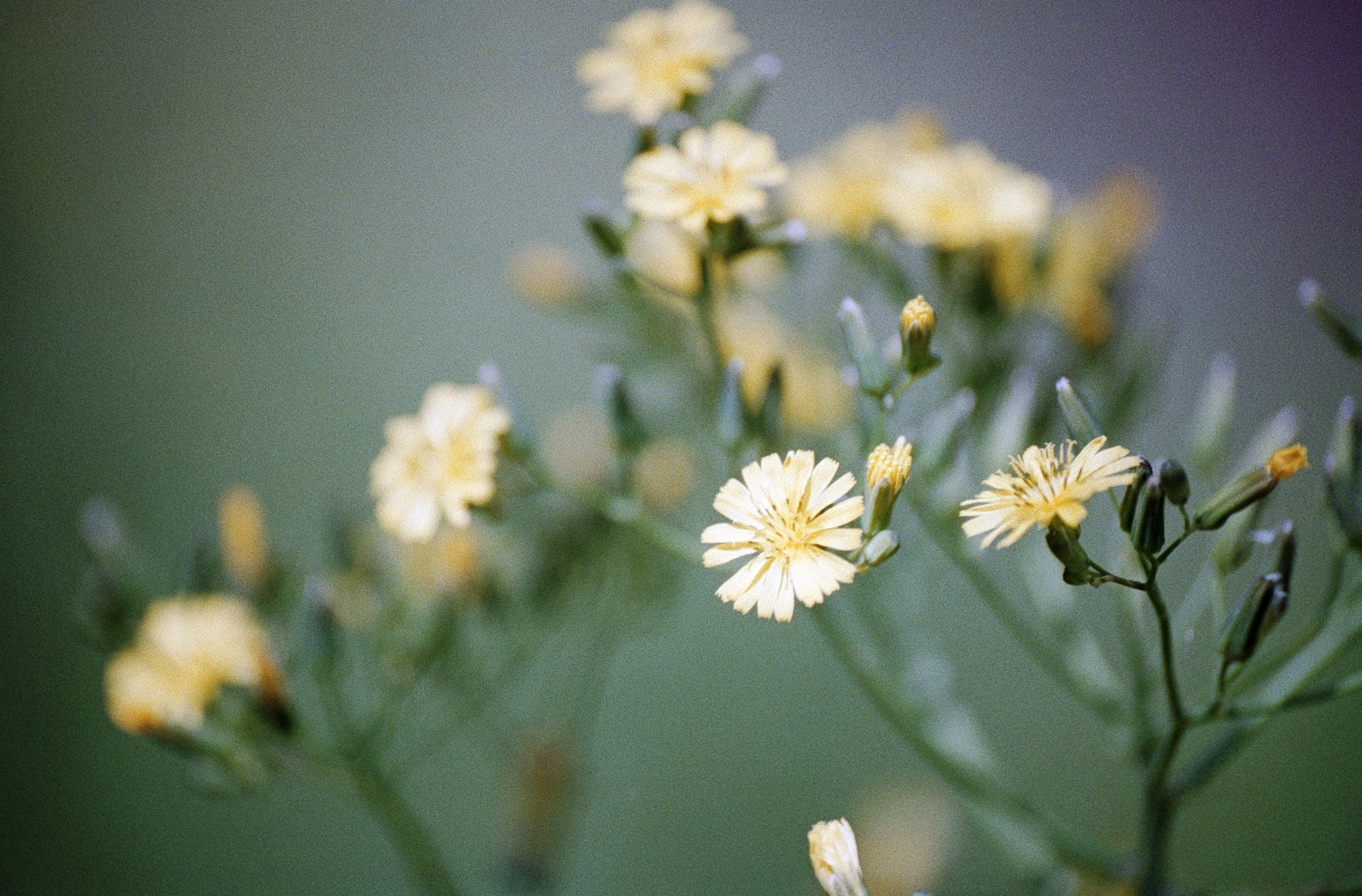 freshness, nature, focus on foreground, flowering plant, beauty in nature, faded, no people, flower head, 2K, scan, outdoors, fragility, day, epson, Blossom, HD Wallpaper
