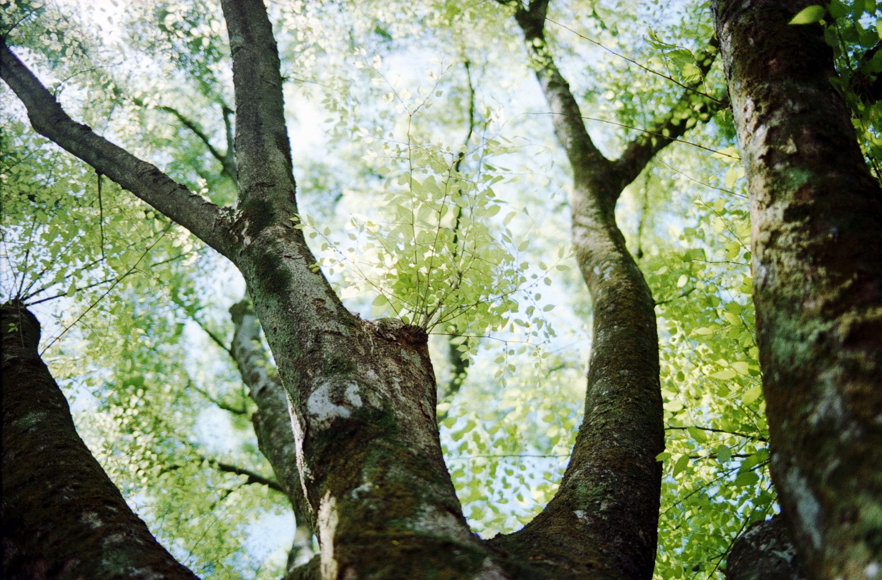 day, branch, trunk, green color, beauty in nature, woodland, Film, tree trunk, lookup, outdoors, sunlight, growth, scan, kmount, focus on foreground, plant, HD Wallpaper