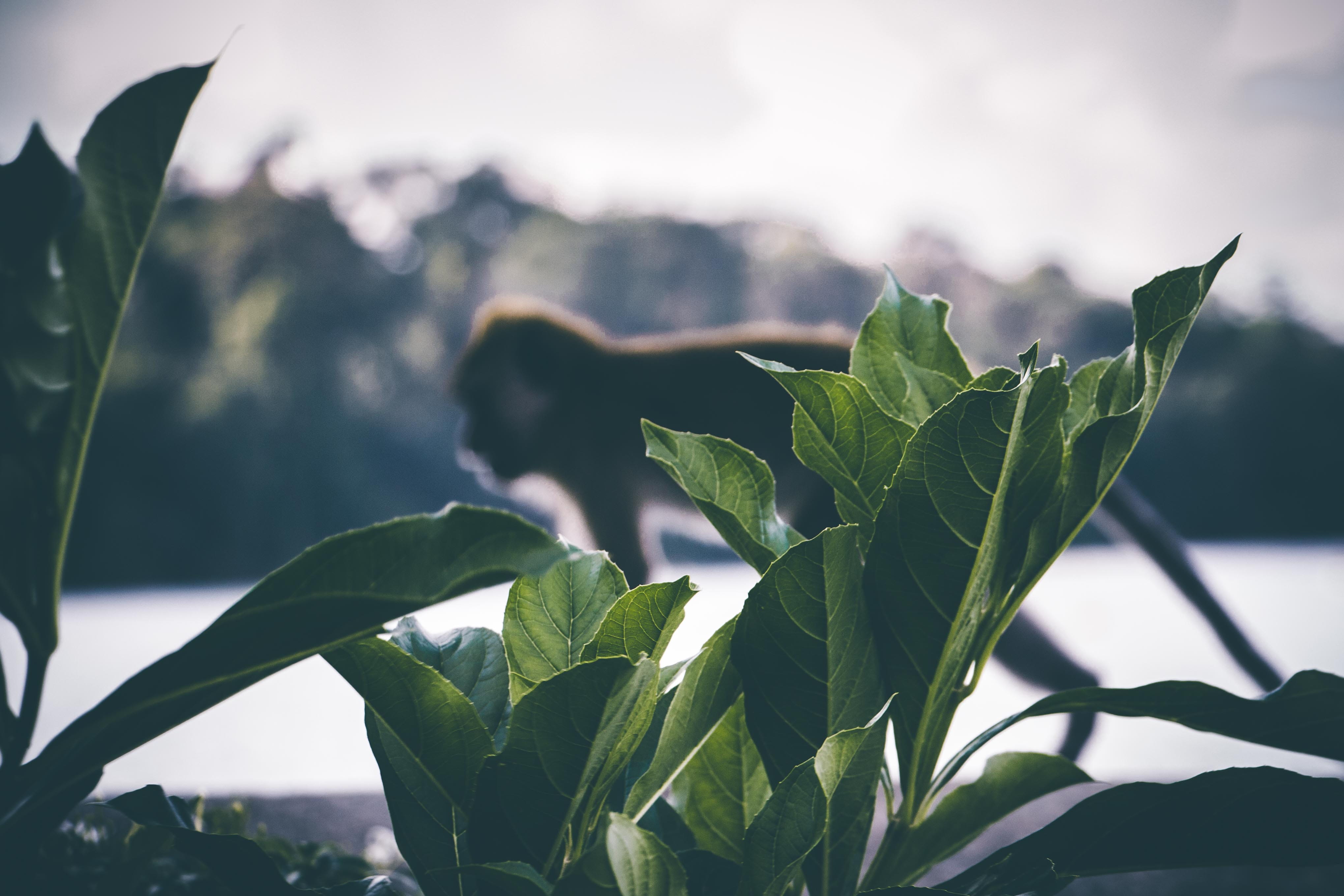 beauty in nature, plant part, singapore, leaf vein, green color, tranquility, freshness, cny, plant, outdoors, leaf, chinesenewyear, no people, monkey, HD Wallpaper