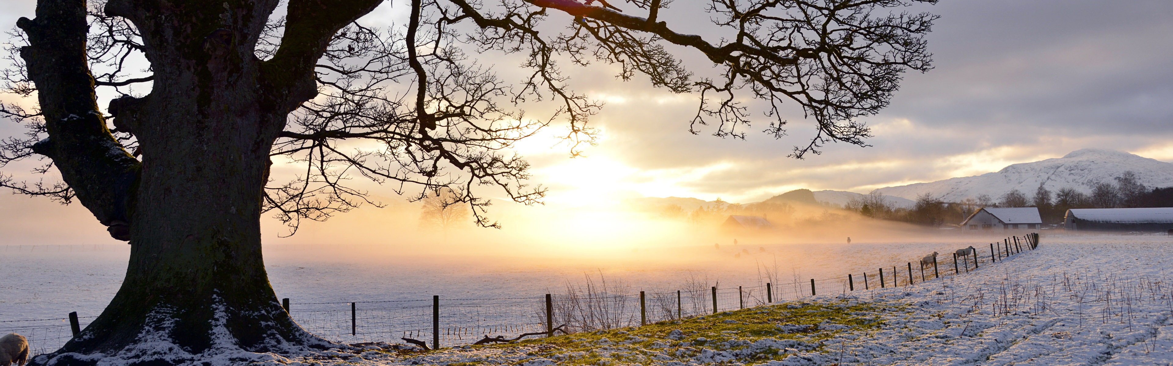 Snowy, Evening, Tree, Perthshire, Light, 4K, Field, Fence, UK, HD Wallpaper
