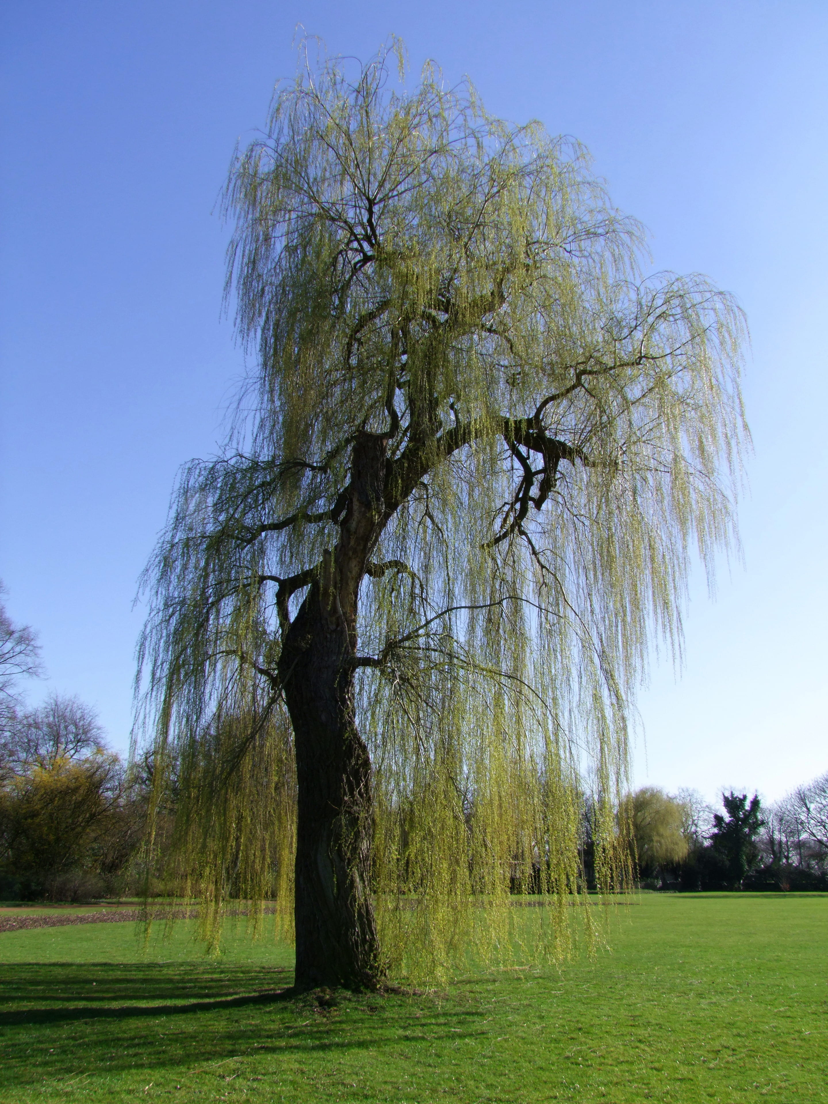 solitary, pasture, bizarre, green color, environment, grass, extravagant, sky, düsseldorf, weeping willow, isolated, tranquil scene, beauty in nature, clear sky, Phone HD Wallpaper