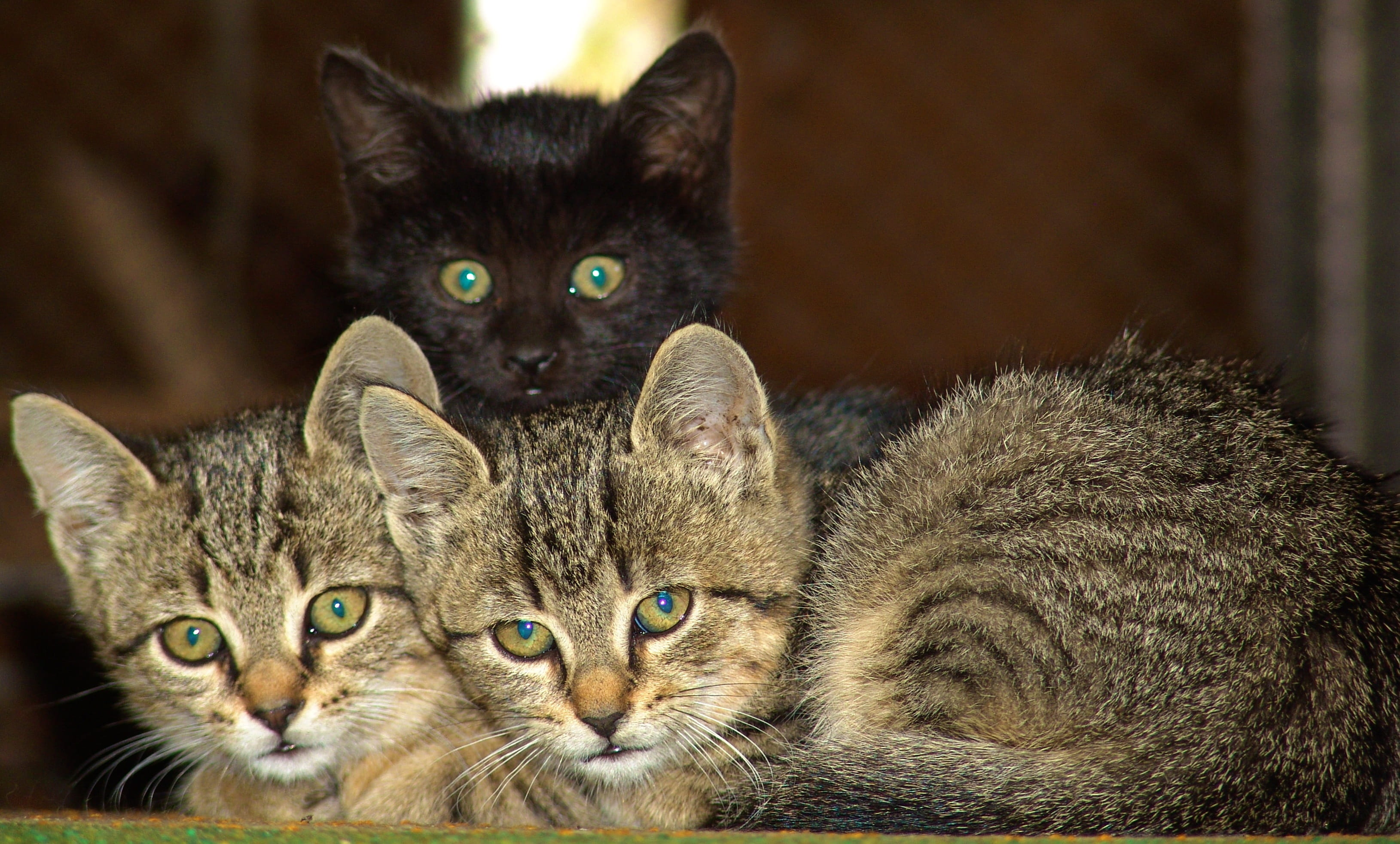 animal, animal hair, feline, whisker, young animal, two animals, photography, black, animal family, selective, people, tabby, focus, group of animals, brown, HD Wallpaper