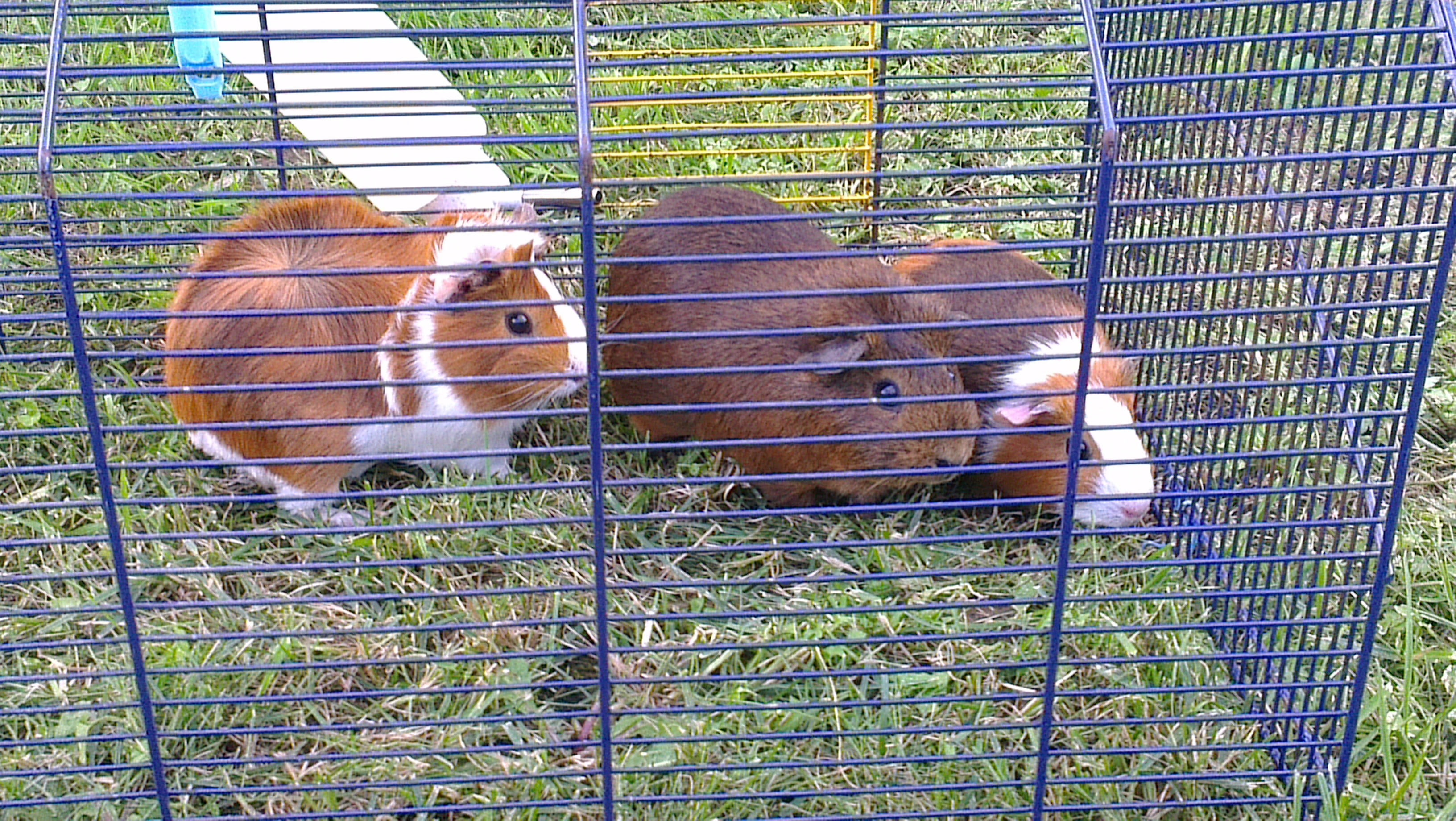 domestic, animal themes, protection, 2K, guinea pig, favourites, pets, metal, outdoors, animal, vertebrate, mammal, security, boundary, domestic animals, HD Wallpaper
