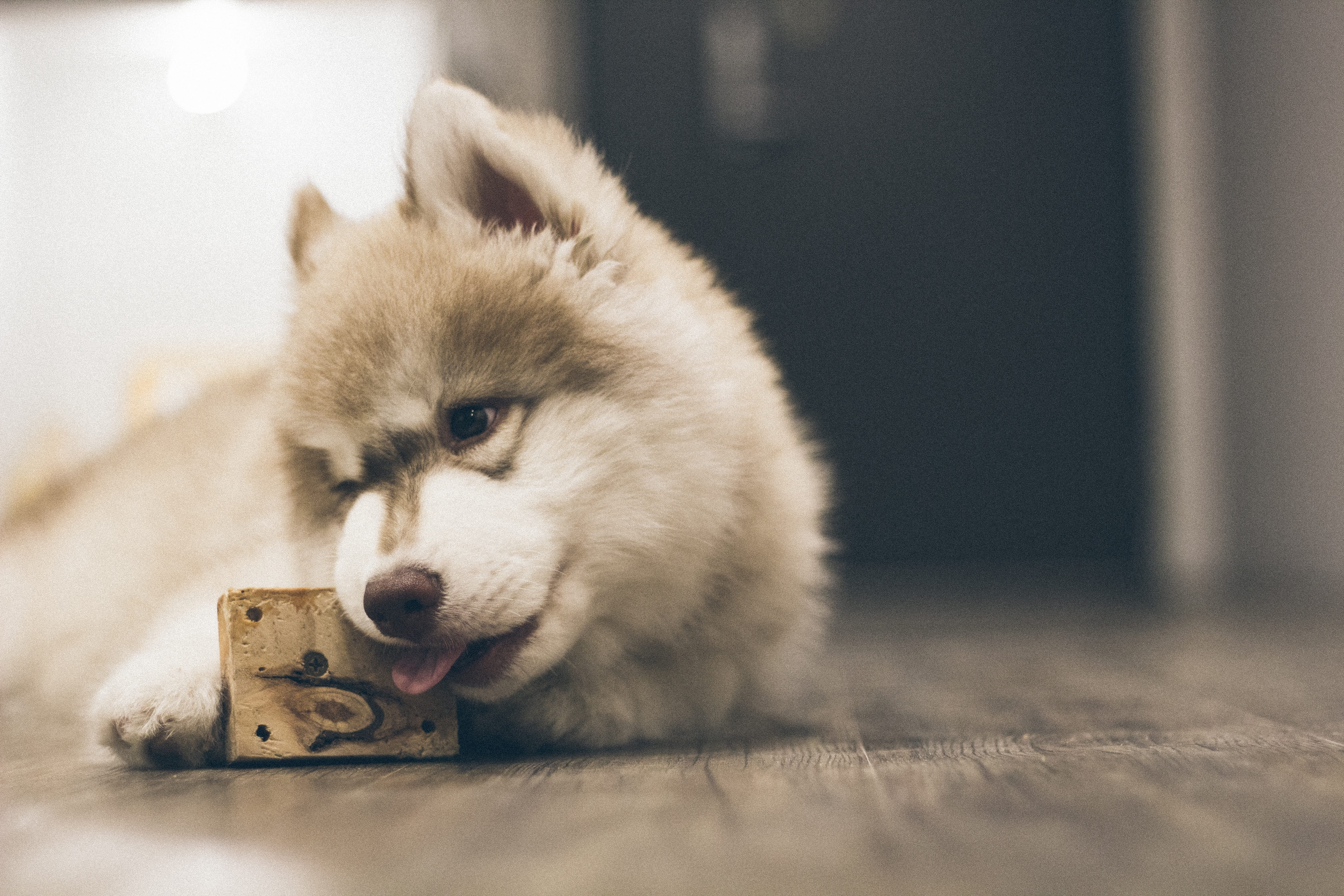 young animal, pets, animal hair, dog, domestic animals, animal, animal themes, focus on foreground, snow, social issues, lying down, 5K, domestic, mammal, HD Wallpaper