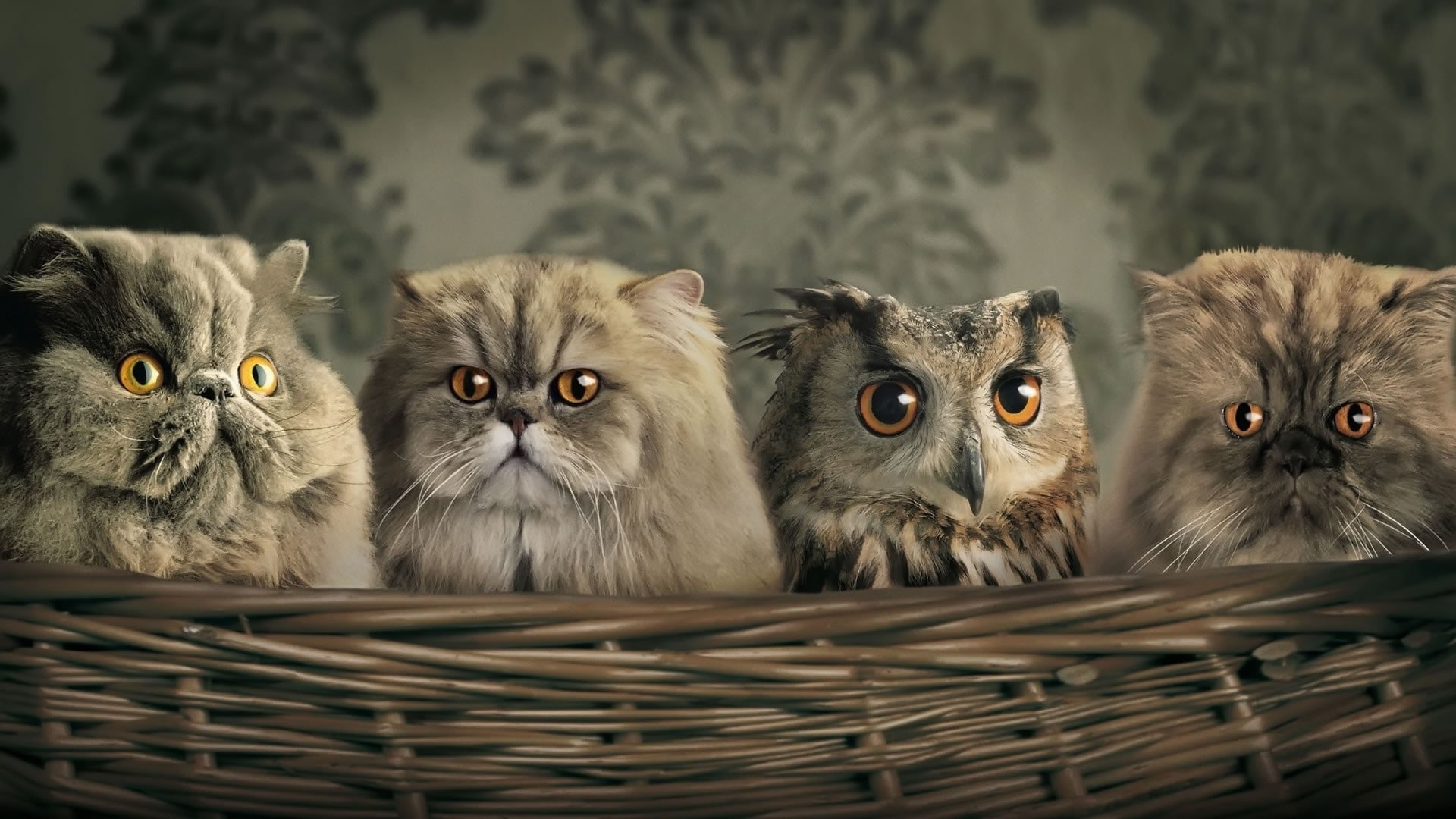 domestic, looking at camera, whisker, basket, cat, vertebrate, no people, persian cat, cat owl, group of animals, wicker, pets, animal head, domestic cat, HD Wallpaper