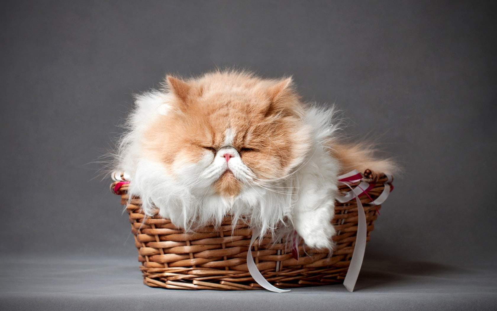 one animal, cute, persian cat, domestic, mammal, no people, Sleeping, Furry, basket, 720P, pets, animal hair, gray, kitten, animal head, feline, making a face, HD Wallpaper