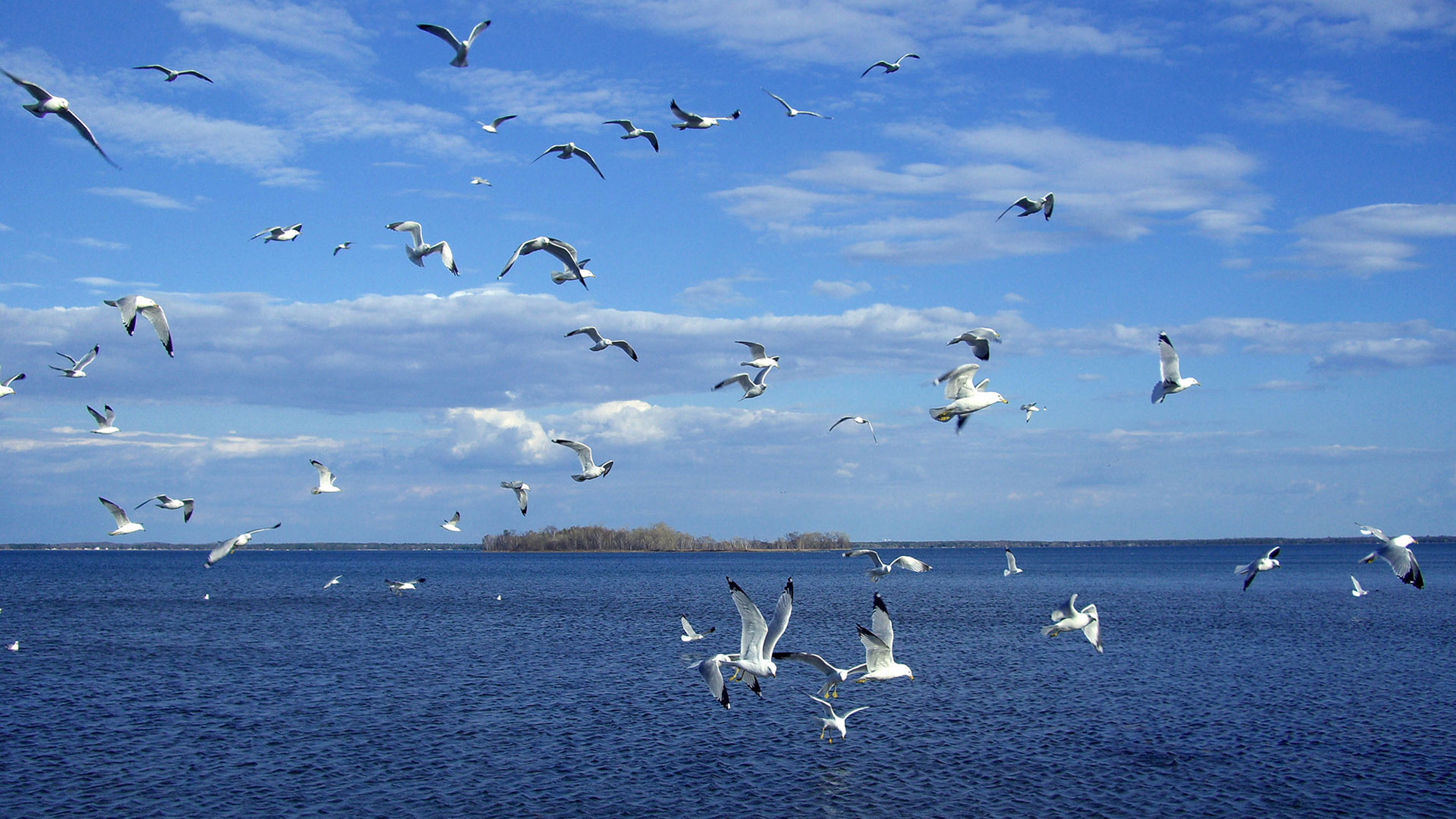 seagulls, 4K, sea, backgrounds, flock, flight, desktop, clouds, sky, white, waves, birds, hd, HD Wallpaper