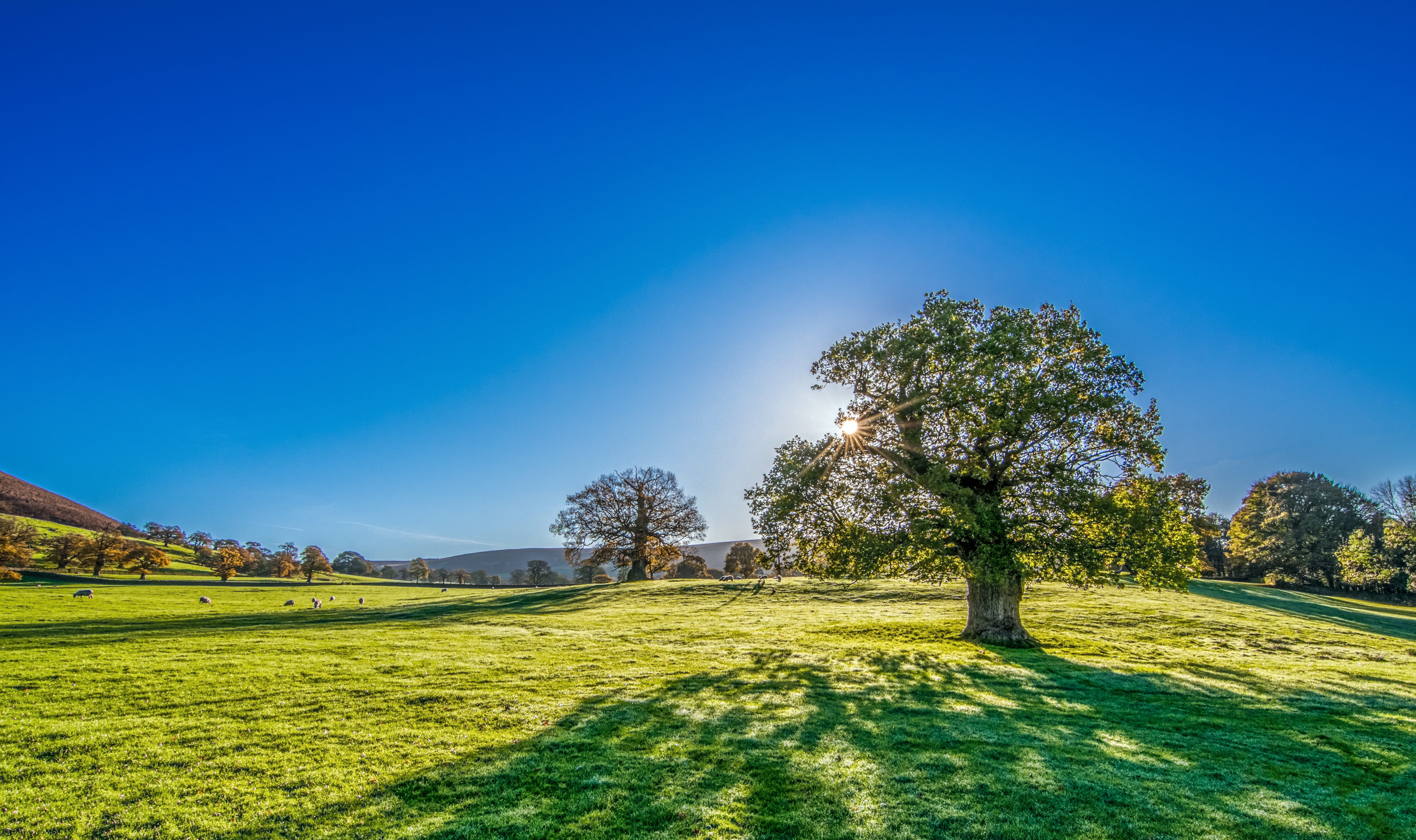 yorkshire, plant, nature, background, blue, leafed, bright sun, tree, sunlight, trees, environment, no people, sun, scenics - nature, tranquil scene, tranquility, HD Wallpaper