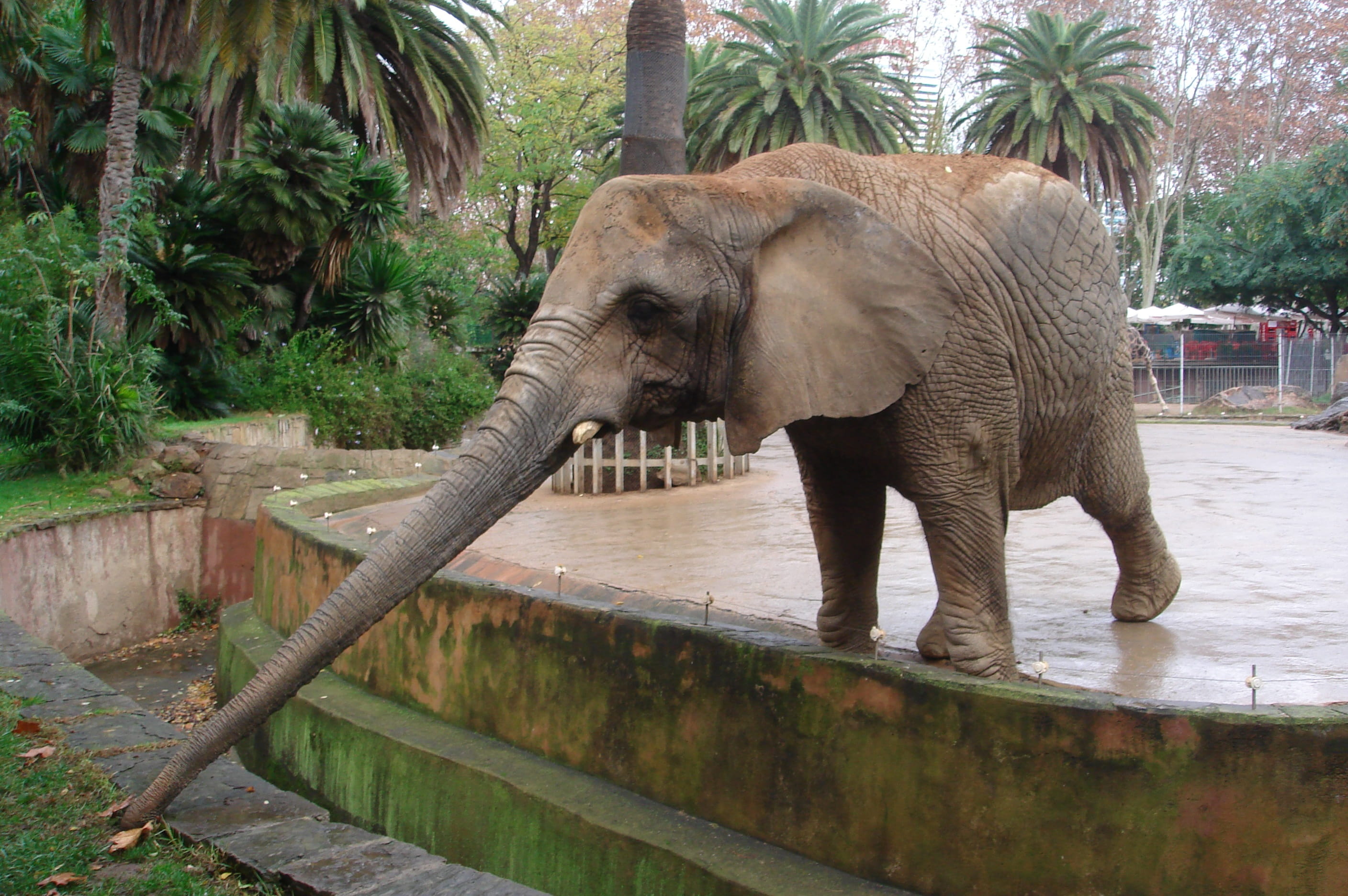 animals in the wild, animal, Trunk, Elephant, vertebrate, mammal, animal wildlife, 2K, plant, Mammals, tree, nature, animals in captivity, day, animal body part, HD Wallpaper
