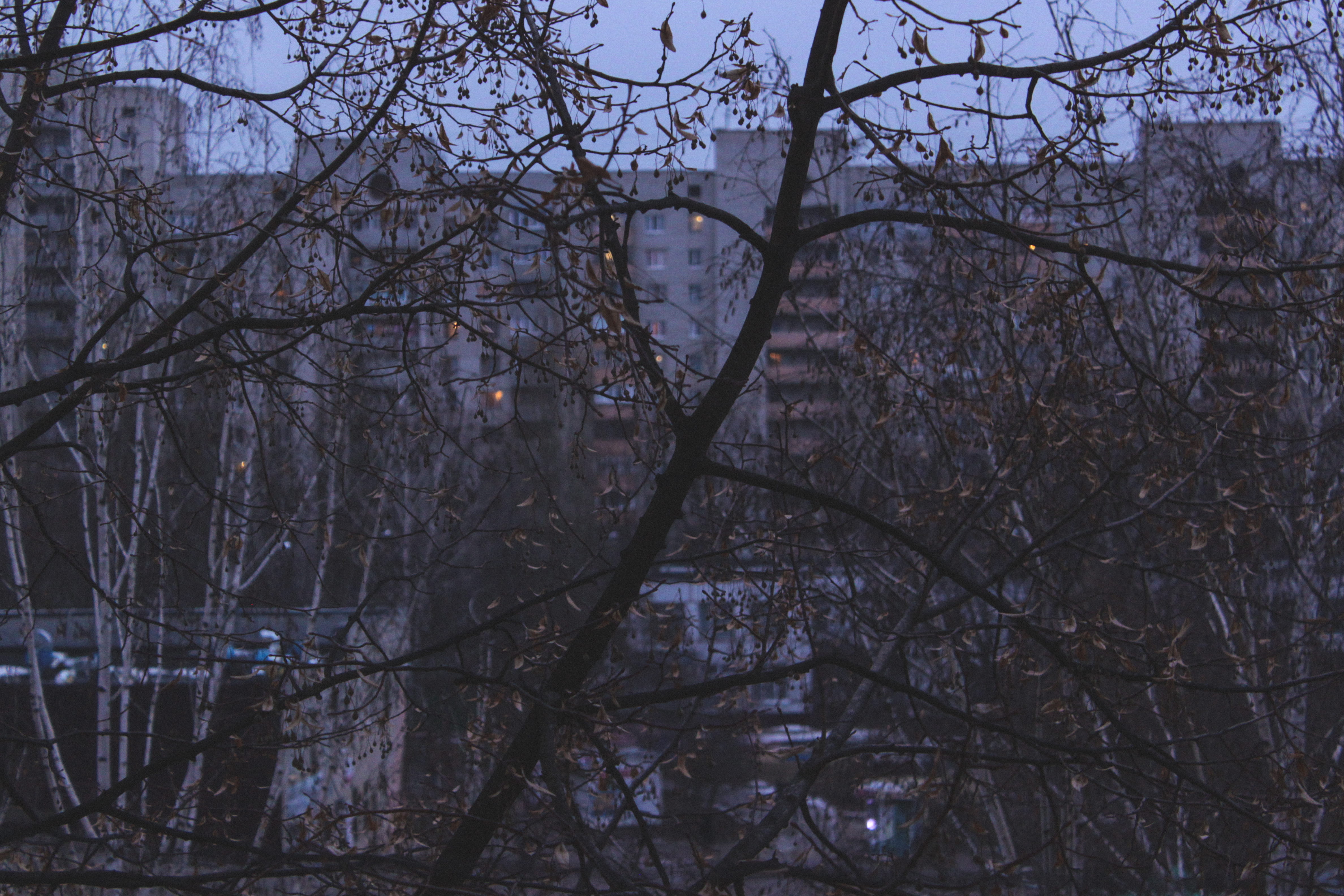 background, trunk, skyscraper, land, kharkiv, forest, dusk, built structure, plant, cold, bare tree, fall, outdoors, tranquility, nature, low angle view, HD Wallpaper
