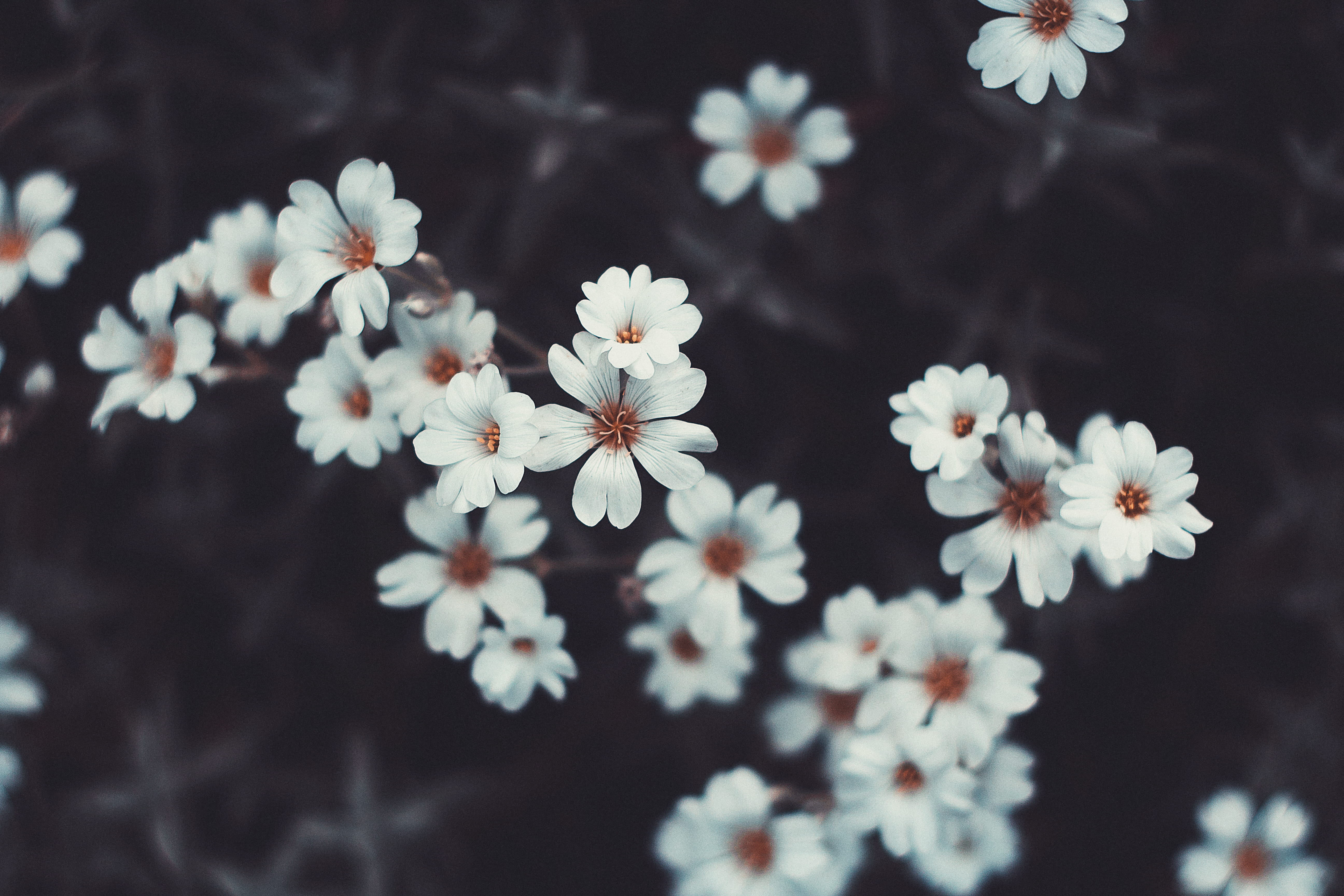 flower, beauty in nature, freshness, flowering plant, blossom, cherry tree, garden, white flowers, flowers, cherry blossom, selective focus, inflorescence, HD Wallpaper