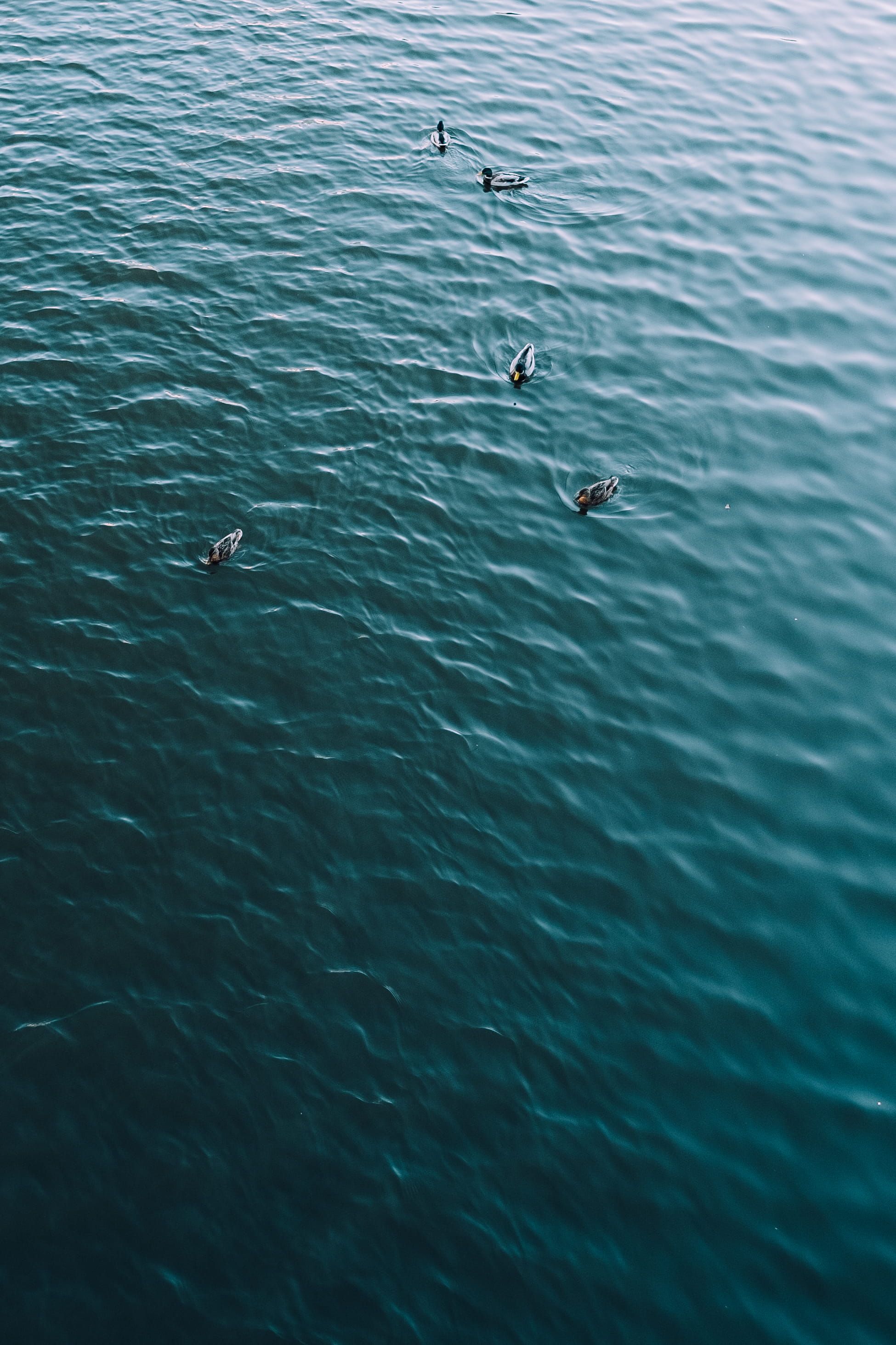 marine, ocean, ripple, swimming, birds, rippled, animal themes, day, body, sea life, kharkiv, animals in the wild, waterfront, vertebrate, herring, beauty in nature, Phone HD Wallpaper