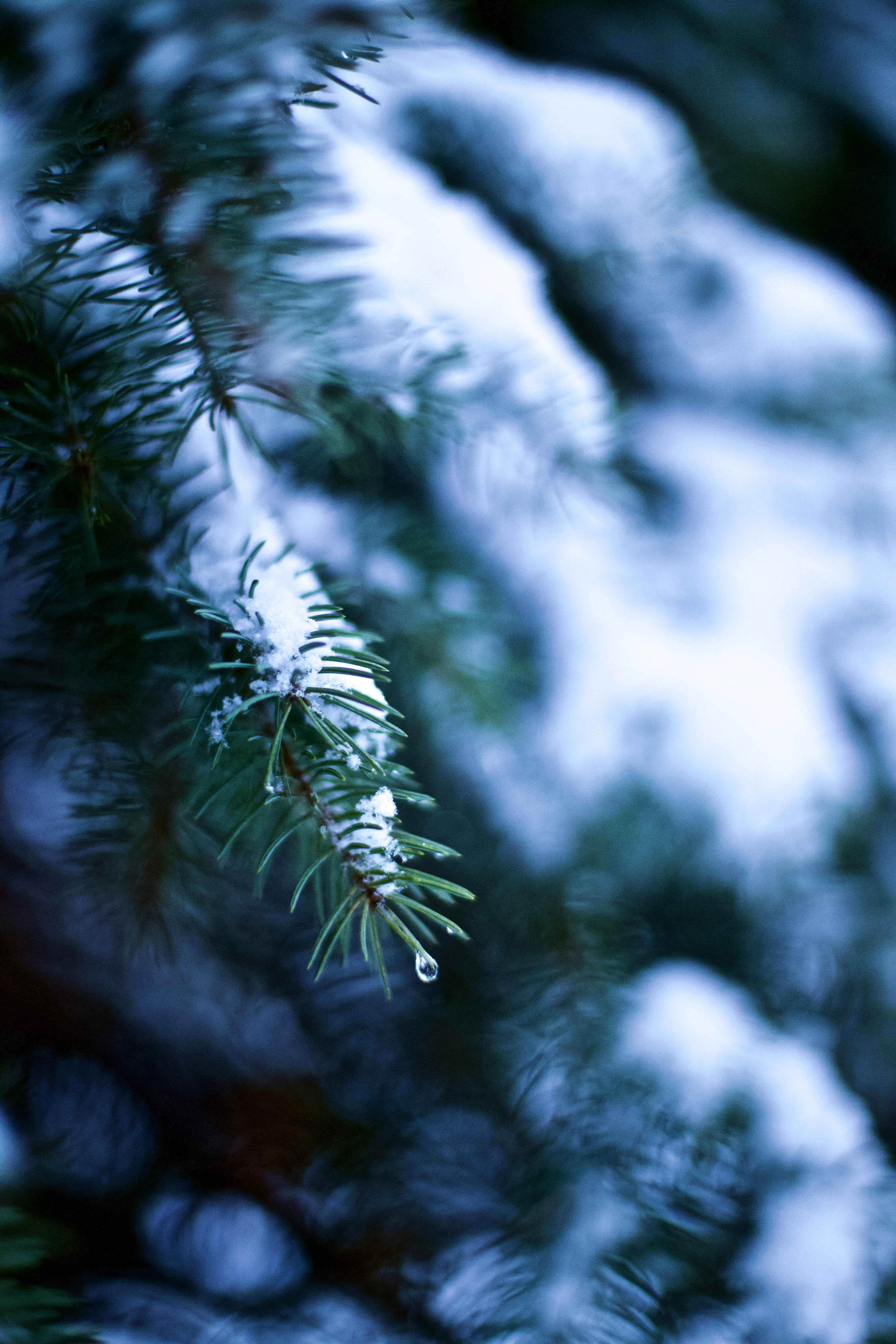 winter, coniferous tree, close-up, pine tree, green color, droplet, day, branch, fir tree, tree, needle - plant part, leaf, beauty in nature, frozen, fir, Phone HD Wallpaper