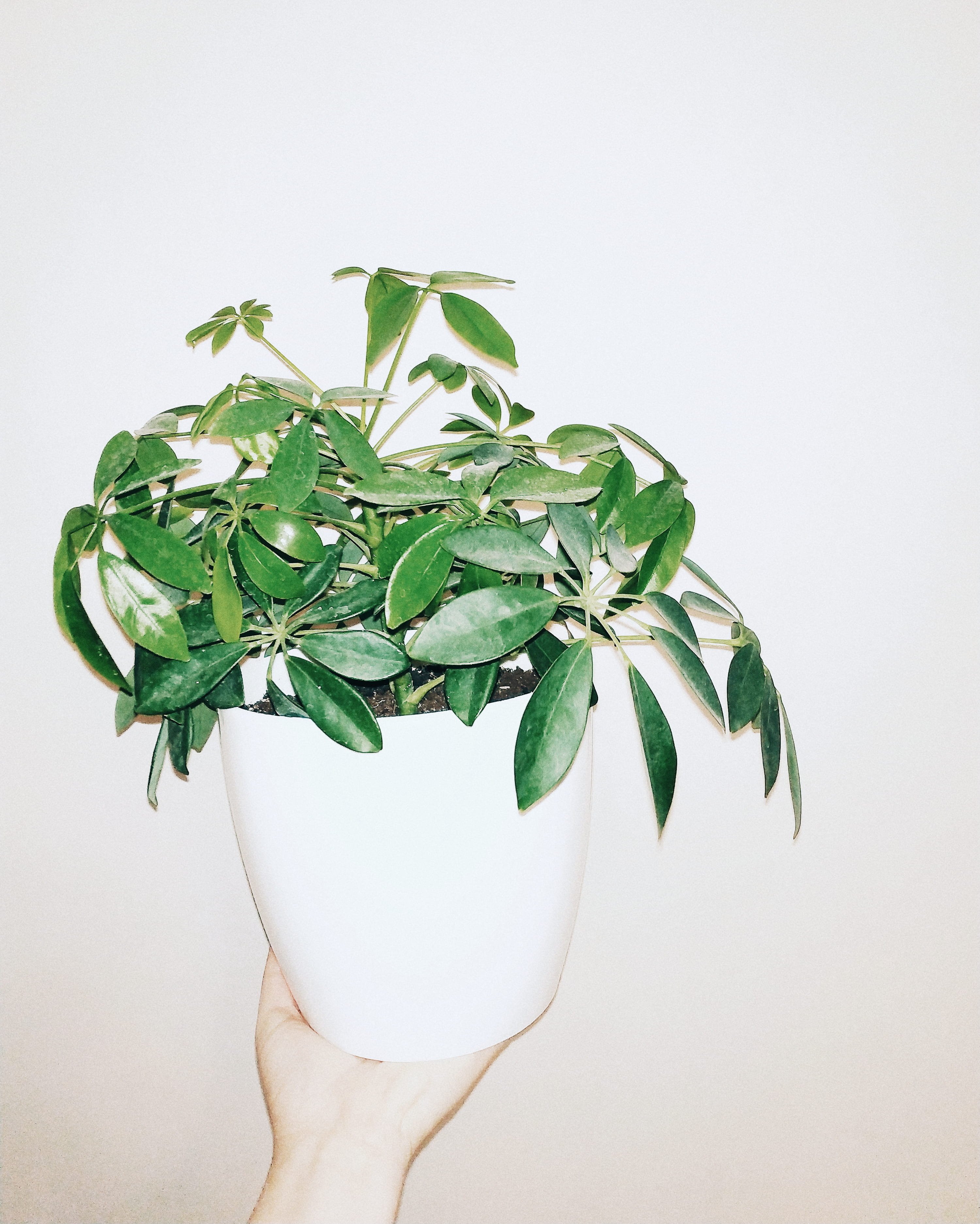 studio shot, unrecognizable person, freshness, human limb, plant, personal perspective, green, finger, mobilephoto, minimal, real people, one person, food and drink, Phone HD Wallpaper