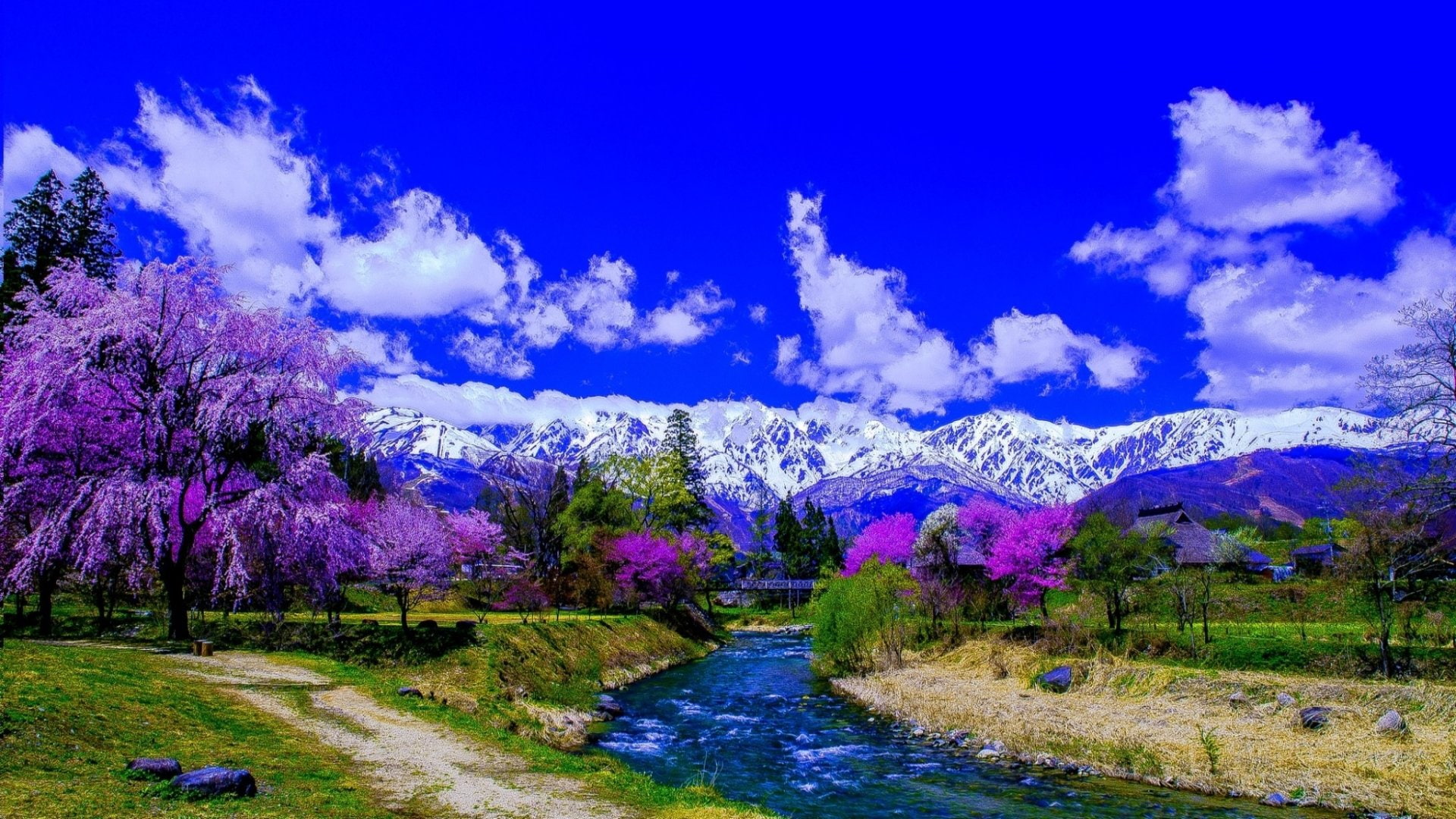 cherry blossom, Earth, Purple, land, sky, environment, grass, scenics - nature, Photography, no people, 1080P, water, beauty in nature, Snow, plant, outdoors, HD Wallpaper
