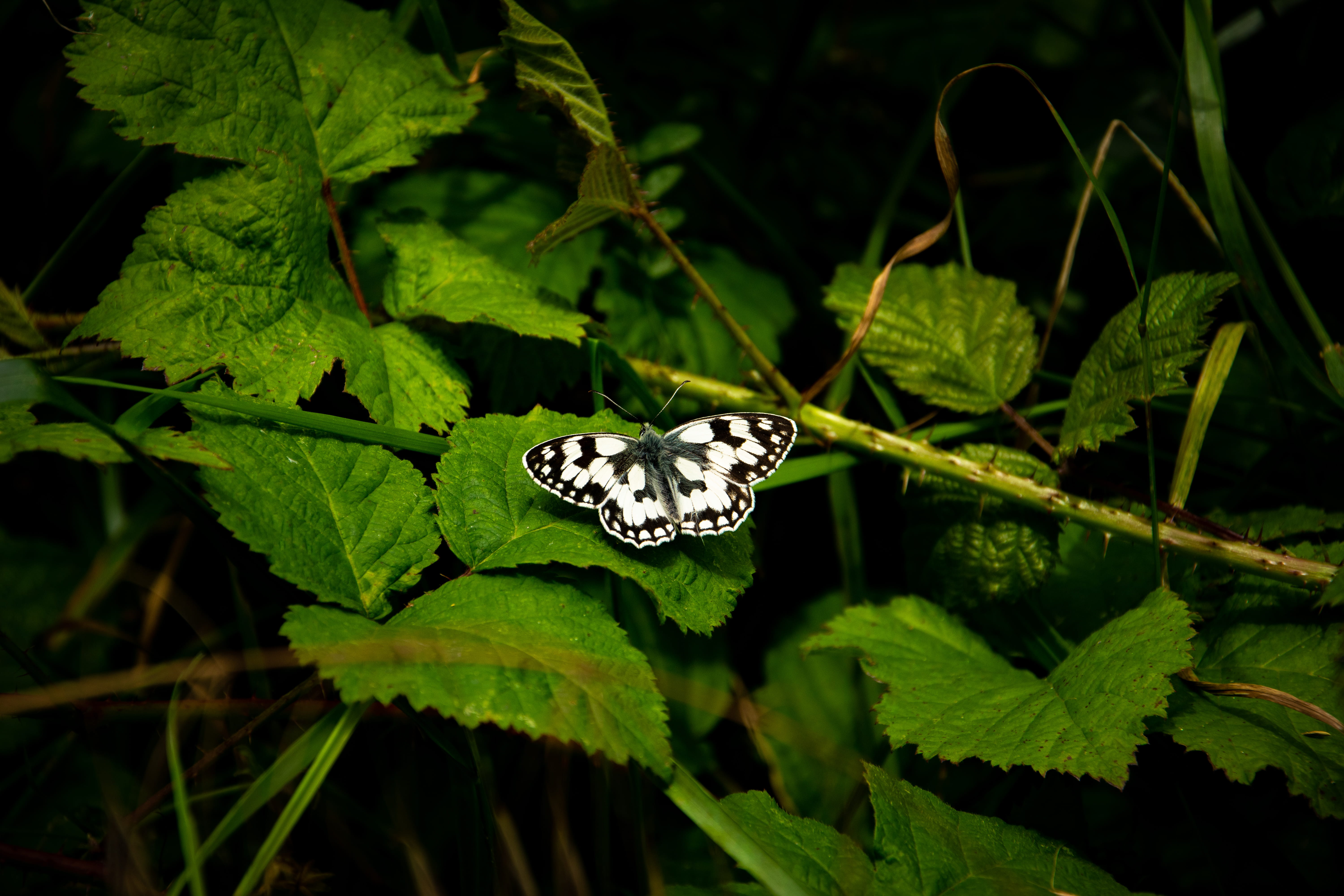 5K, day, green color, animal themes, animal wildlife, plant, insect, beauty in nature, outdoors, butterfly, butterfly - insect, forest, green, no people, HD Wallpaper