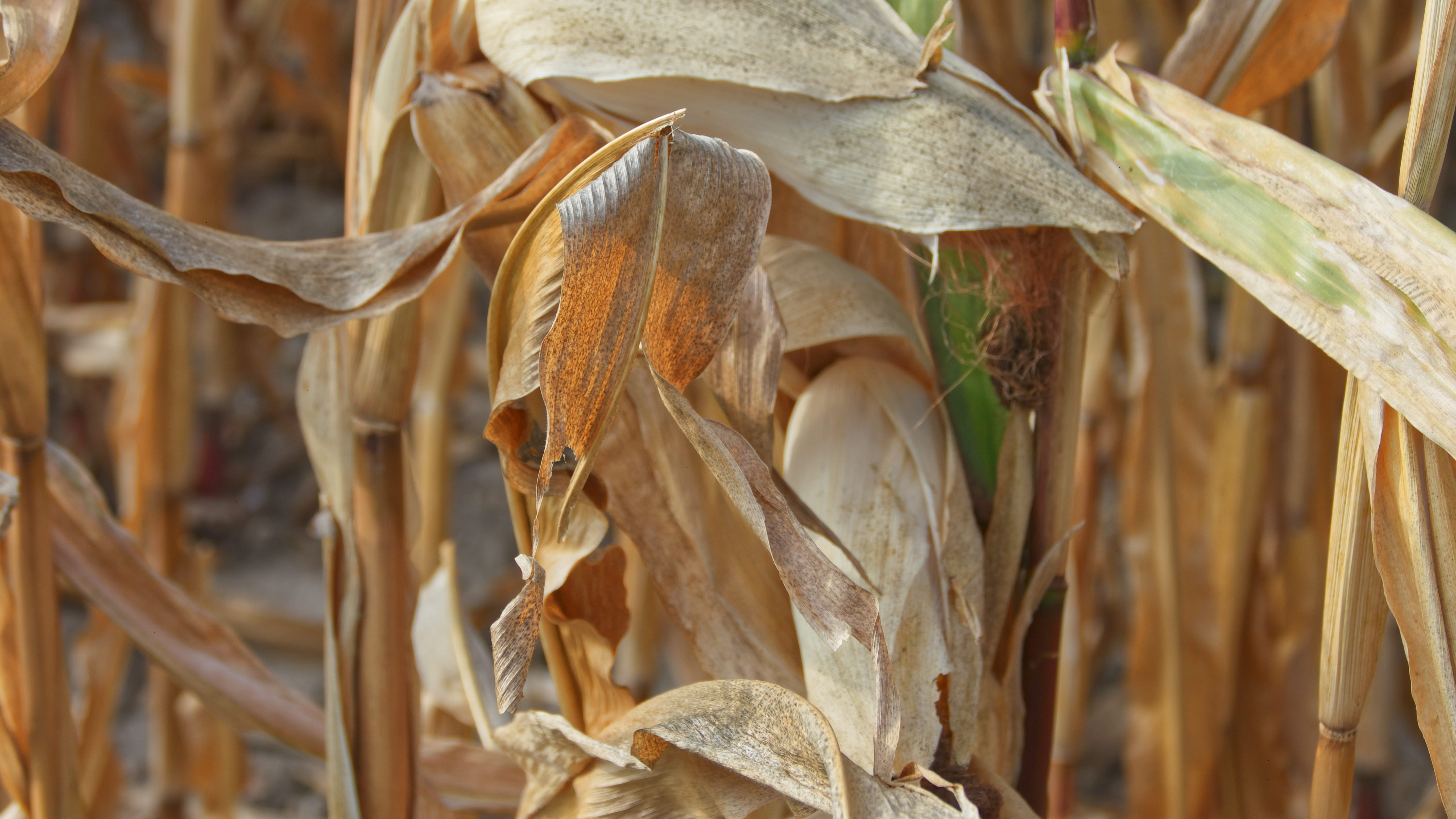 day, close-up, cereal plant, no people, france, plant, corn, dry, selective focus, 2 rue des aubépines, outdoors, thorigny-sur-marne, beauty in nature, HD Wallpaper