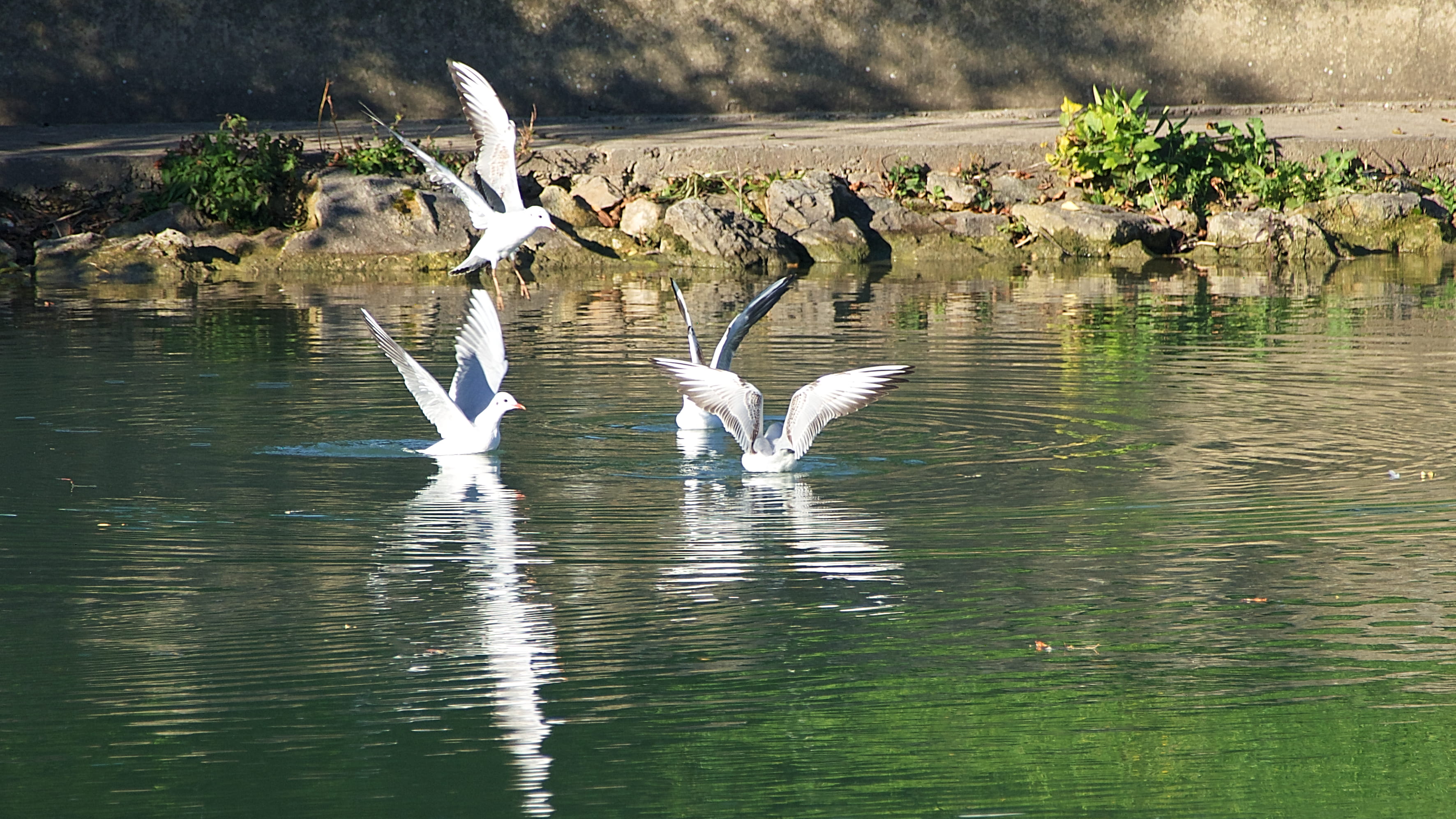 spread wings, animals in the wild, lagny-sur-marne, waterfront, france, seagulls, beauty in nature, outdoors, mouettes, animal wildlife, water, day, nature, HD Wallpaper
