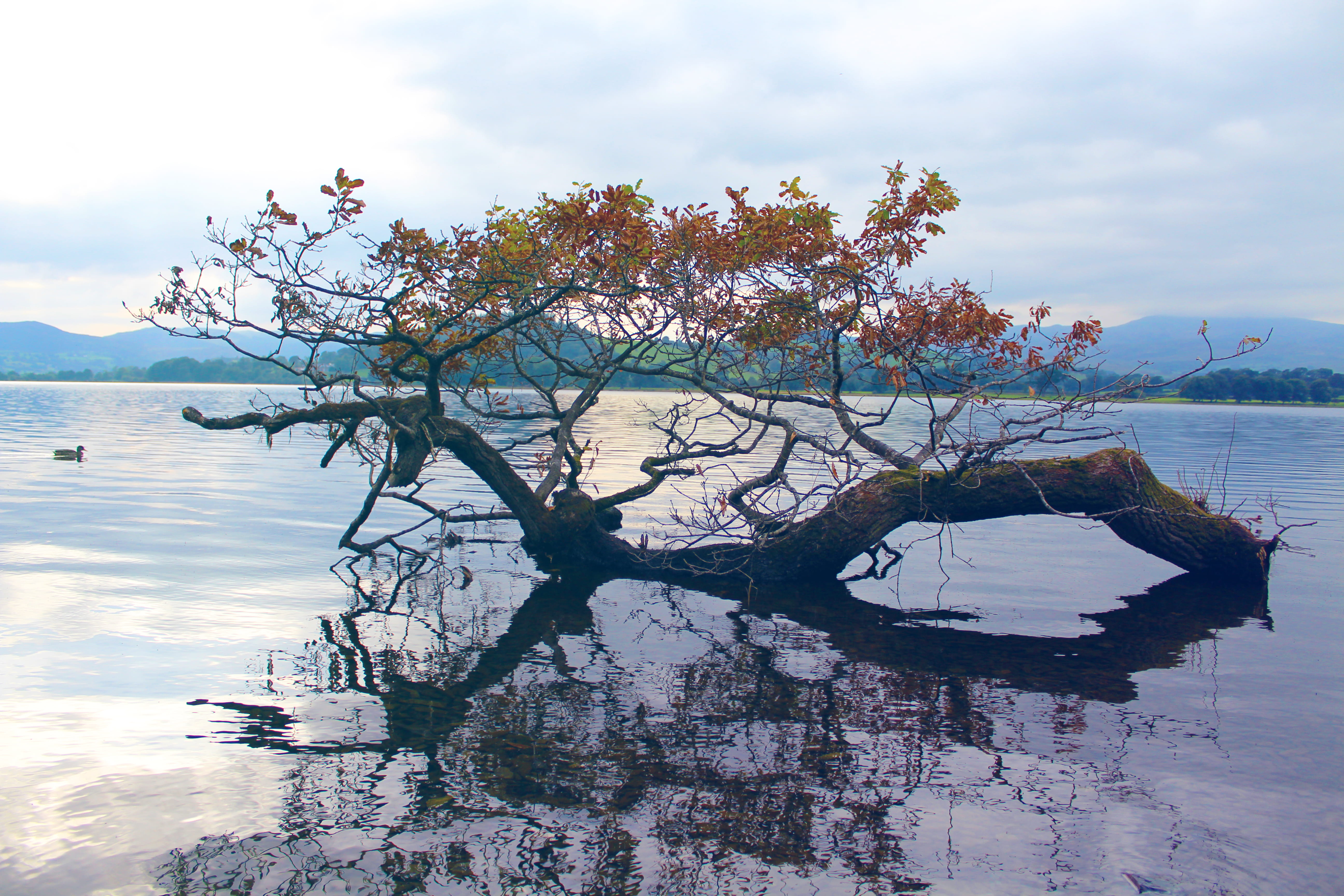 early, outdoors, nature, reflection, lake, storm, mountains, day, 5K, no people, branch, waterfront, decay, cloud - sky, tranquility, marning, tranquil scene, HD Wallpaper