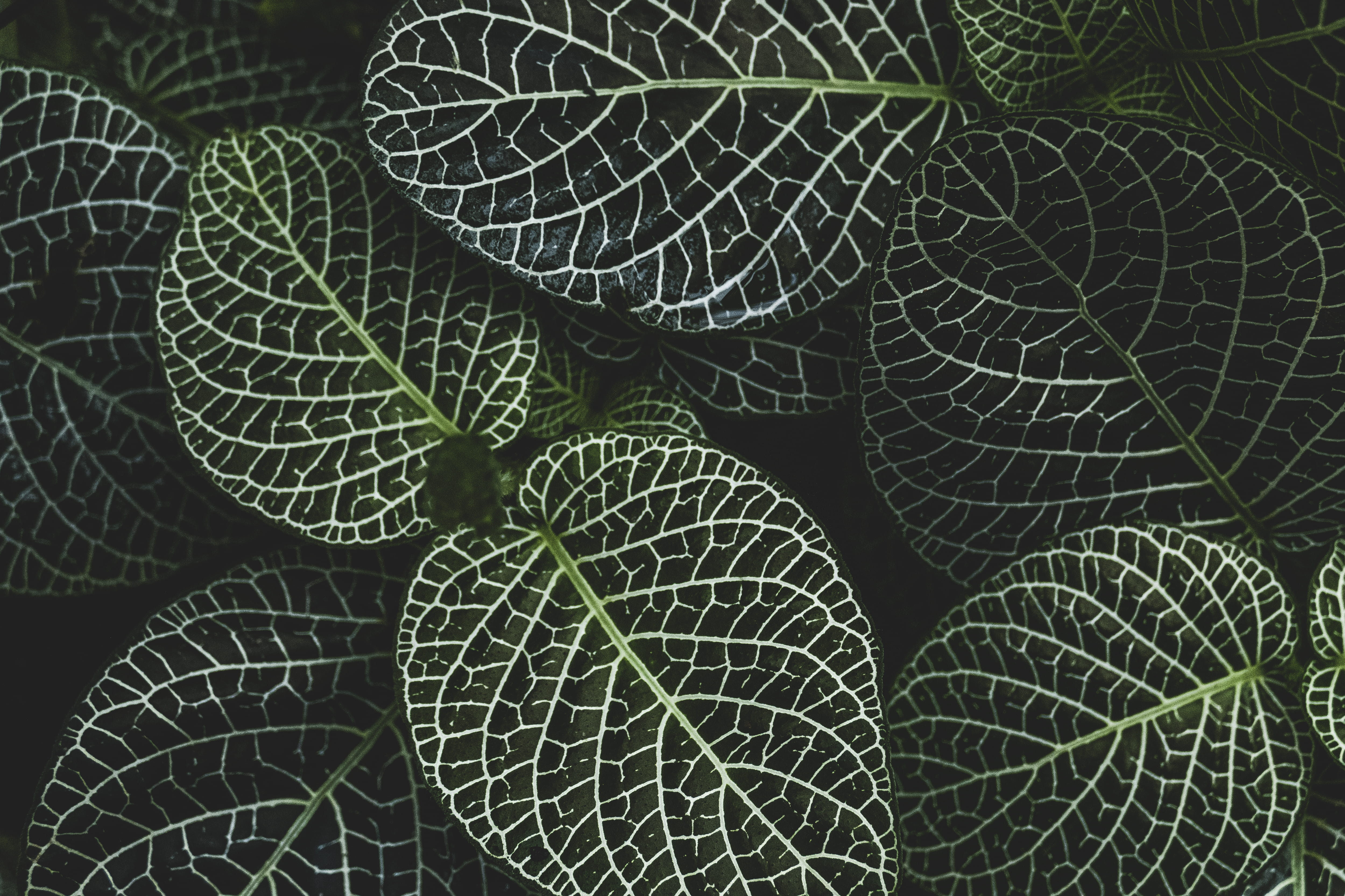 beauty in nature, leaf vein, focus, leaf, botany, natural pattern, growth, green color, photography, day, full frame, leaves, freshness, backgrounds, plant, HD Wallpaper