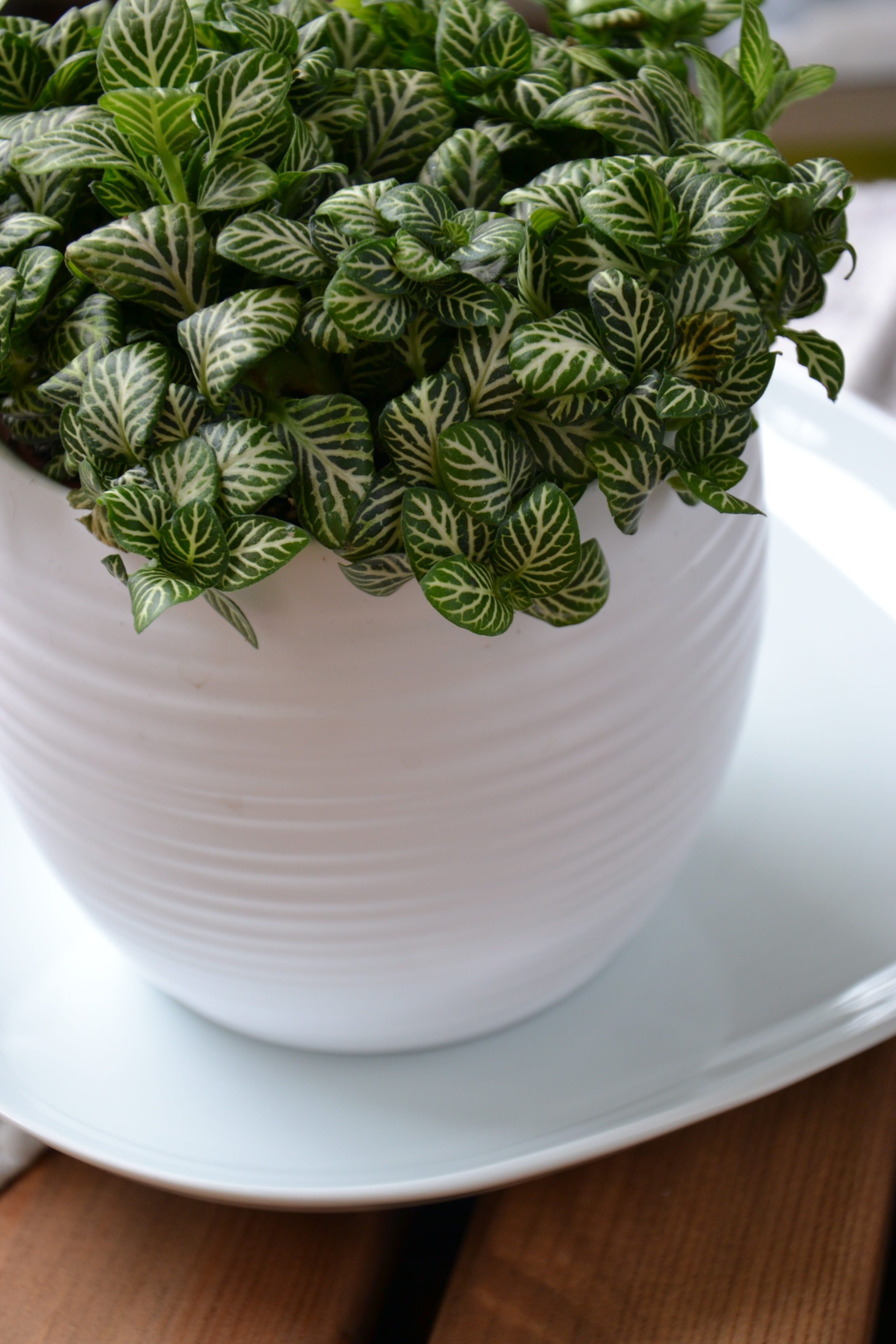 fittonia, close-up, wellbeing, plate, freshness, high angle view, 4K, food, food and drink, white color, nature, houseplant, no people, plant part, green color, Phone HD Wallpaper