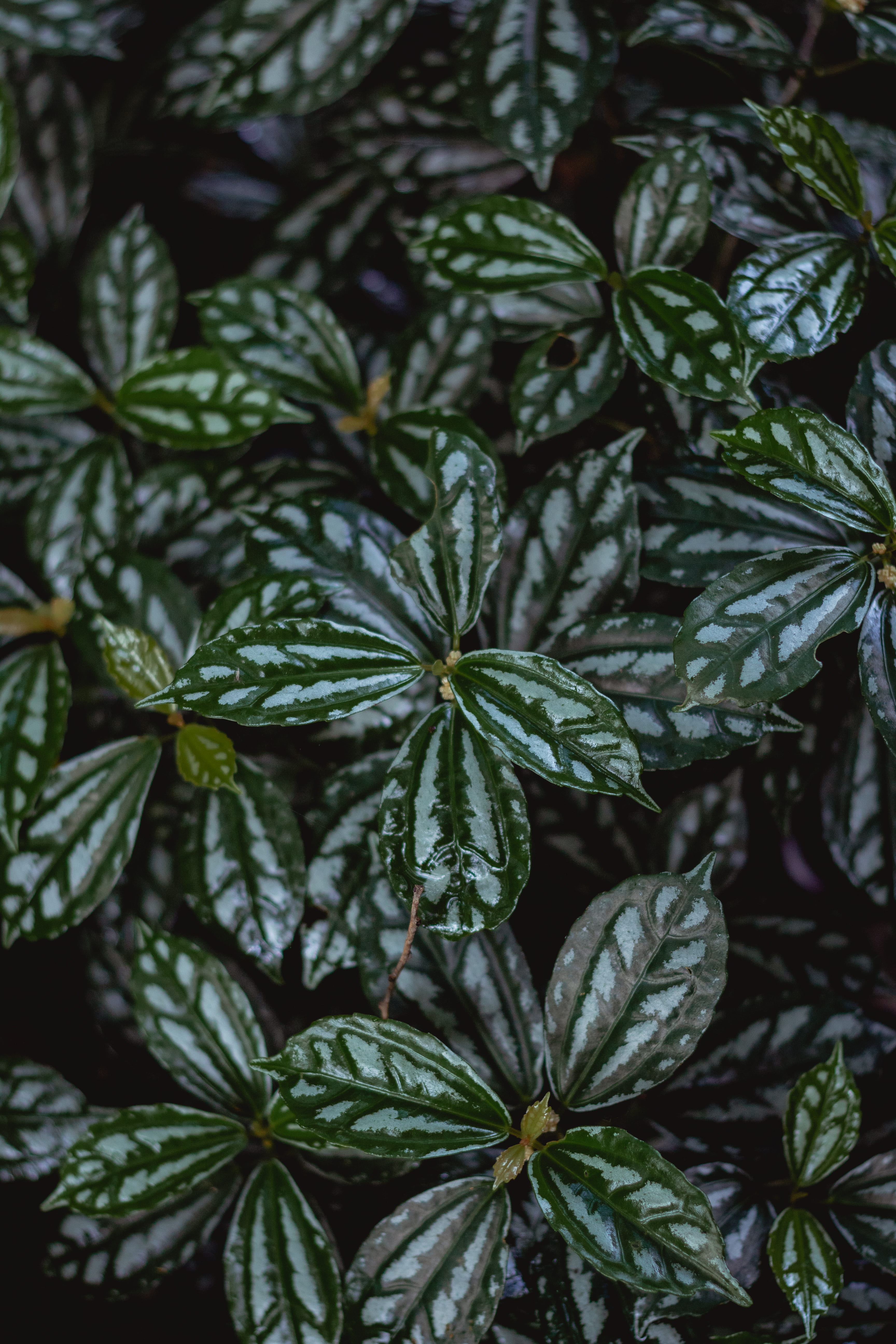 garden, outdoors, high angle view, growth, green, directly above, herb, nature, fittonia, focus, no people, selective, day, beauty in nature, full frame, Phone HD Wallpaper