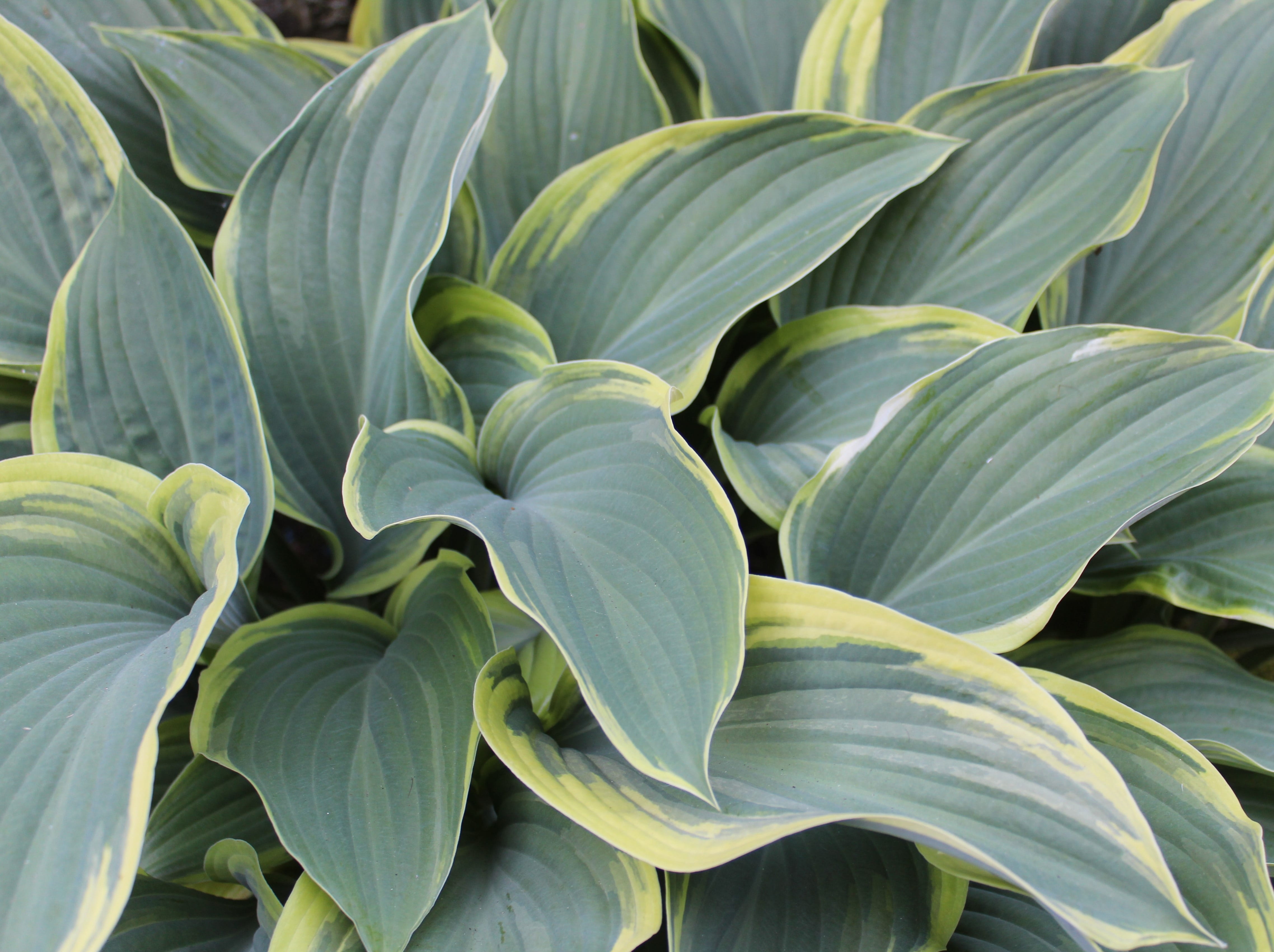 perennial, leaf, food, decorative, close-up, plantain, green color, foliage, green, fresh, gardening, plant, hosta, natural, nature, summer, growth, food and drink, HD Wallpaper