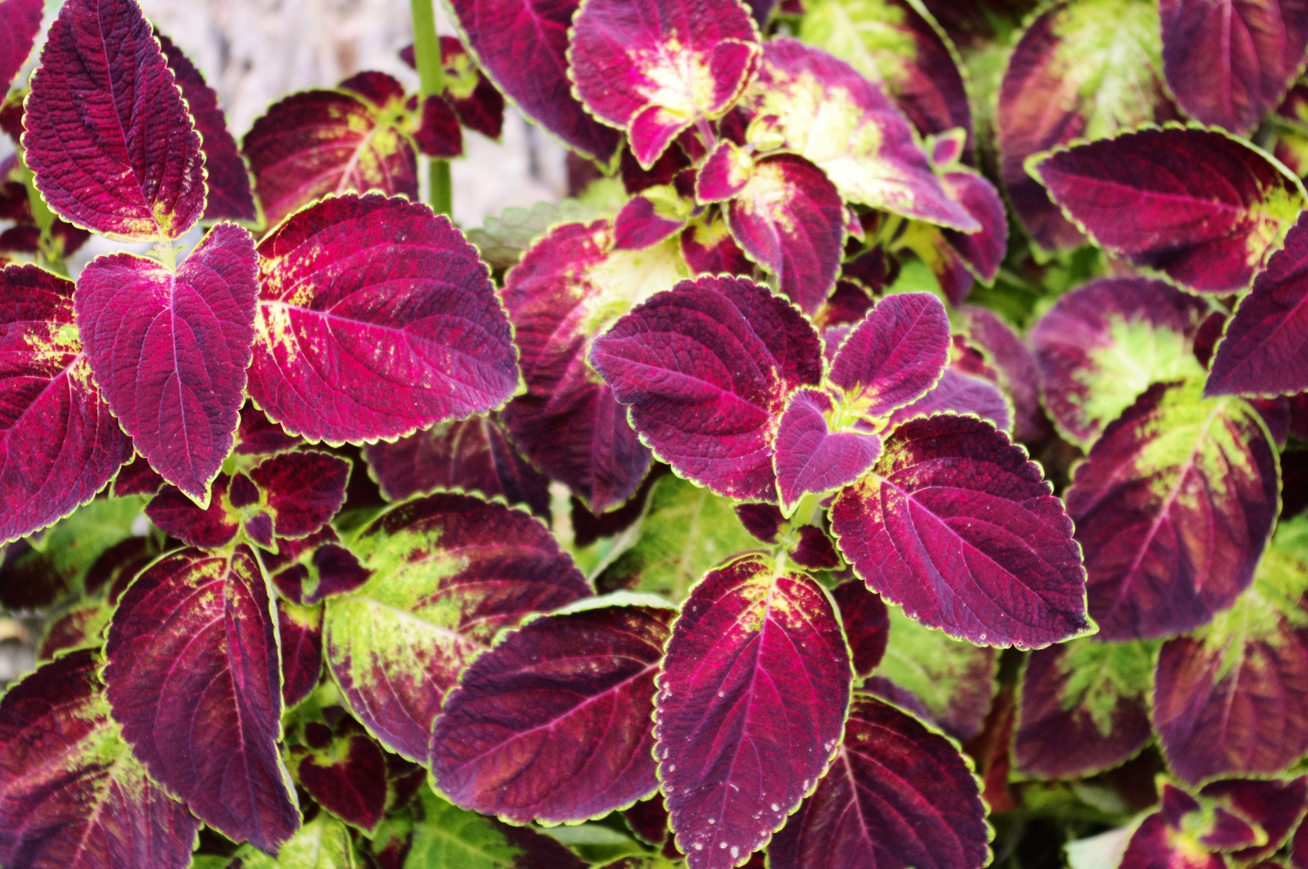 4K, fragility, foliage, growth, nettle, deadnettle, vulnerability, coleus at little norway, nature, close-up, purple, plant part, botanical, mint, outdoors, HD Wallpaper