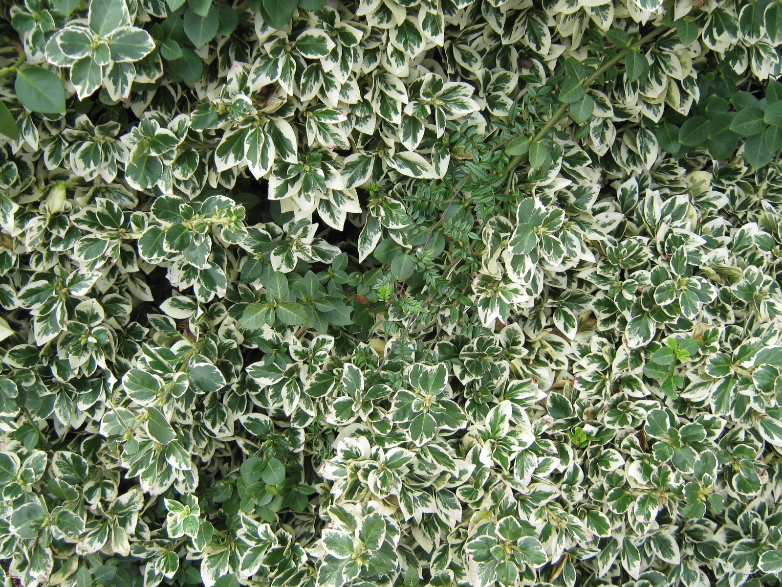 agriculture, freshness, variegated, day, tranquility, shrub, plant, green color, gardening, high angle view, leaves, ivy, close-up, no people, spring, abundance, HD Wallpaper