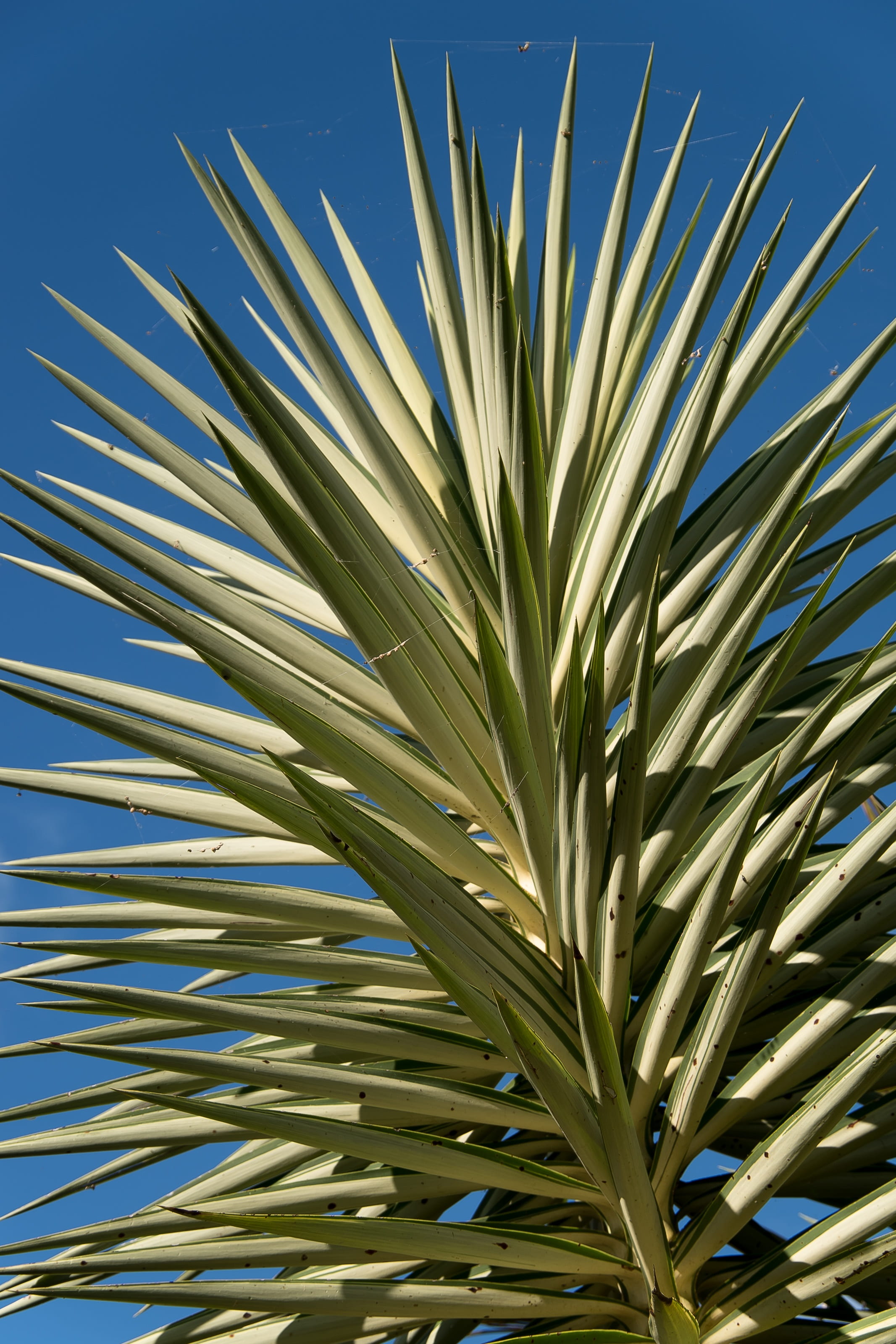 focus on foreground, growth, plant part, sky, outdoors, green color, spikes, palm leaf, nature, garden, leaf, yucca, sunlight, succulent, no people, plant, Phone HD Wallpaper