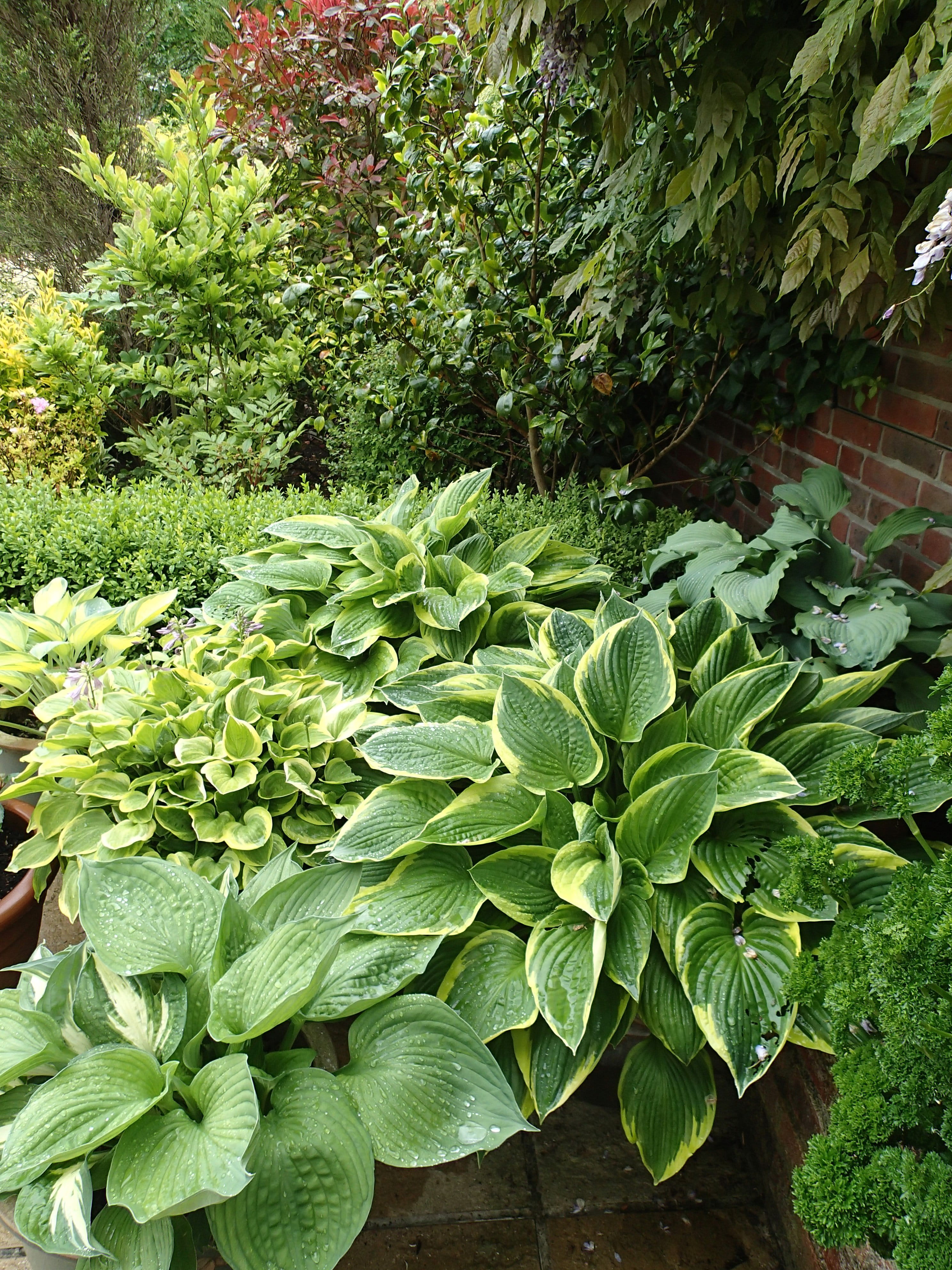 front or back yard, hostas, green color, buxus, shade garden, beauty in nature, food, verdant, green, united kingdom, leaves, growth, shade plants, close-up, Phone HD Wallpaper