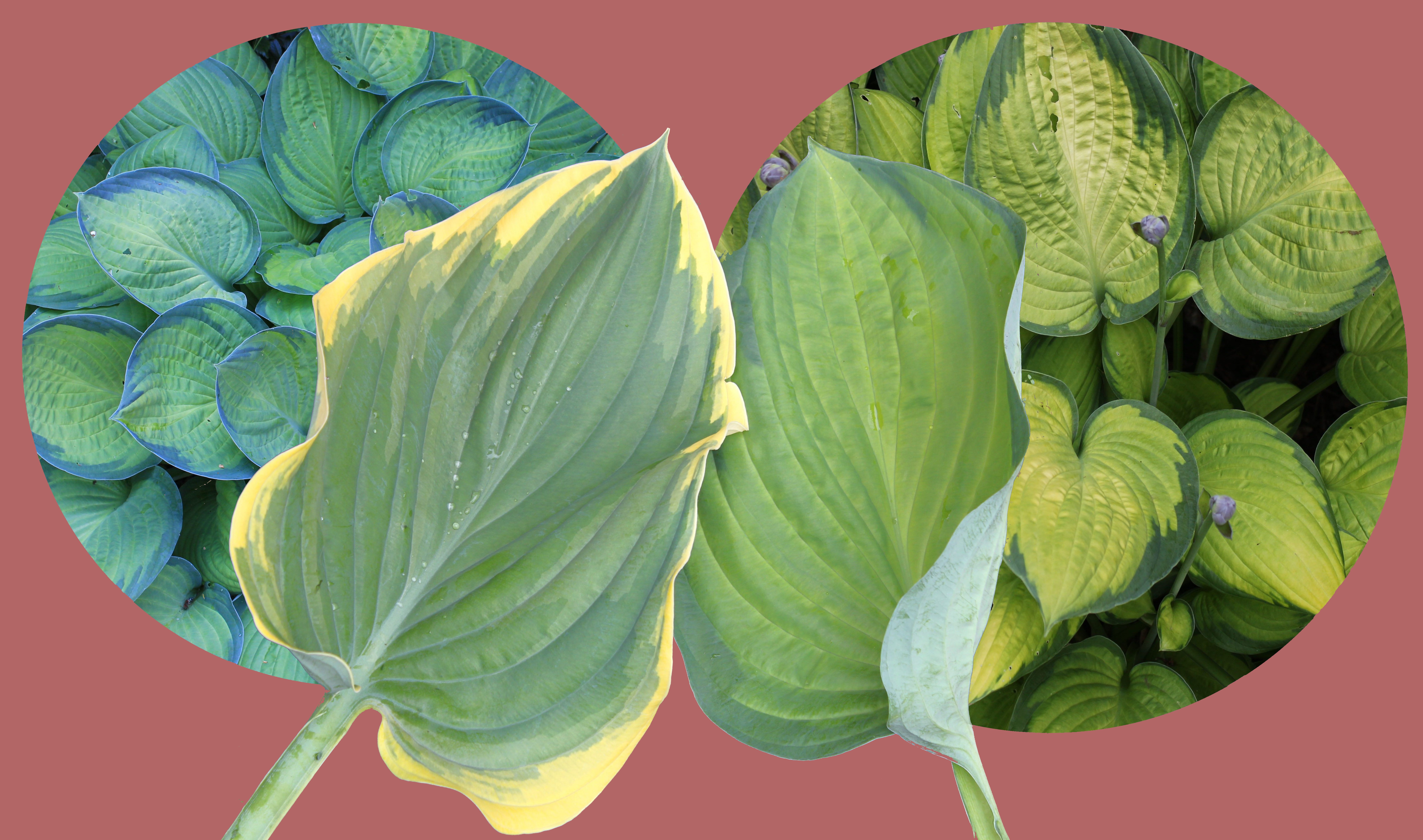 still life, horticulture, variegated, plant, blue background, herbaceous, greenery, leaves, nature, healthy eating, organic, backdrop, beauty in nature, HD Wallpaper