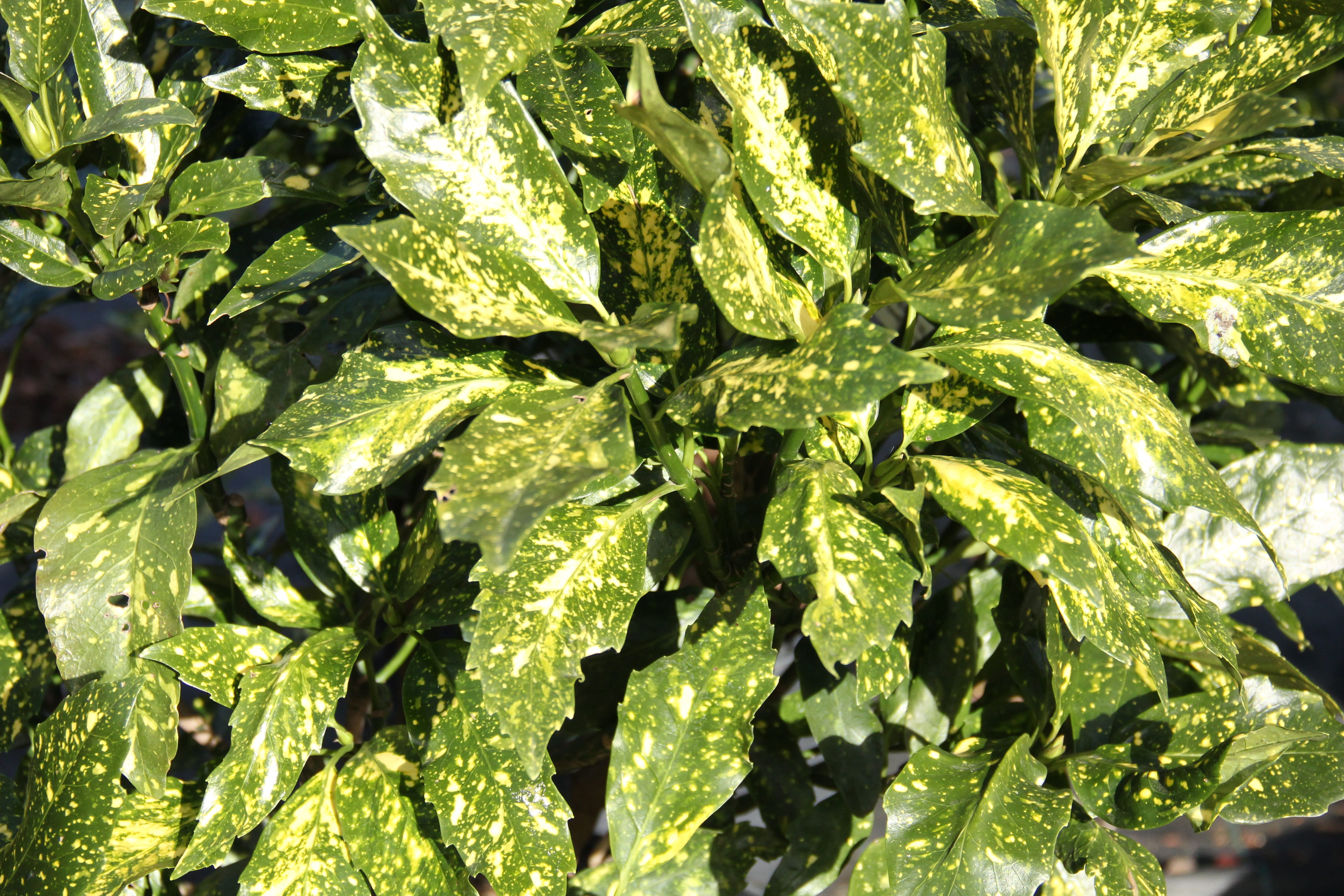 healthy eating, food and drink, foliage, bright, no people, day, gardening, outdoors, vibrant, colorful, food, leaf, growth, beauty in nature, plant part, HD Wallpaper