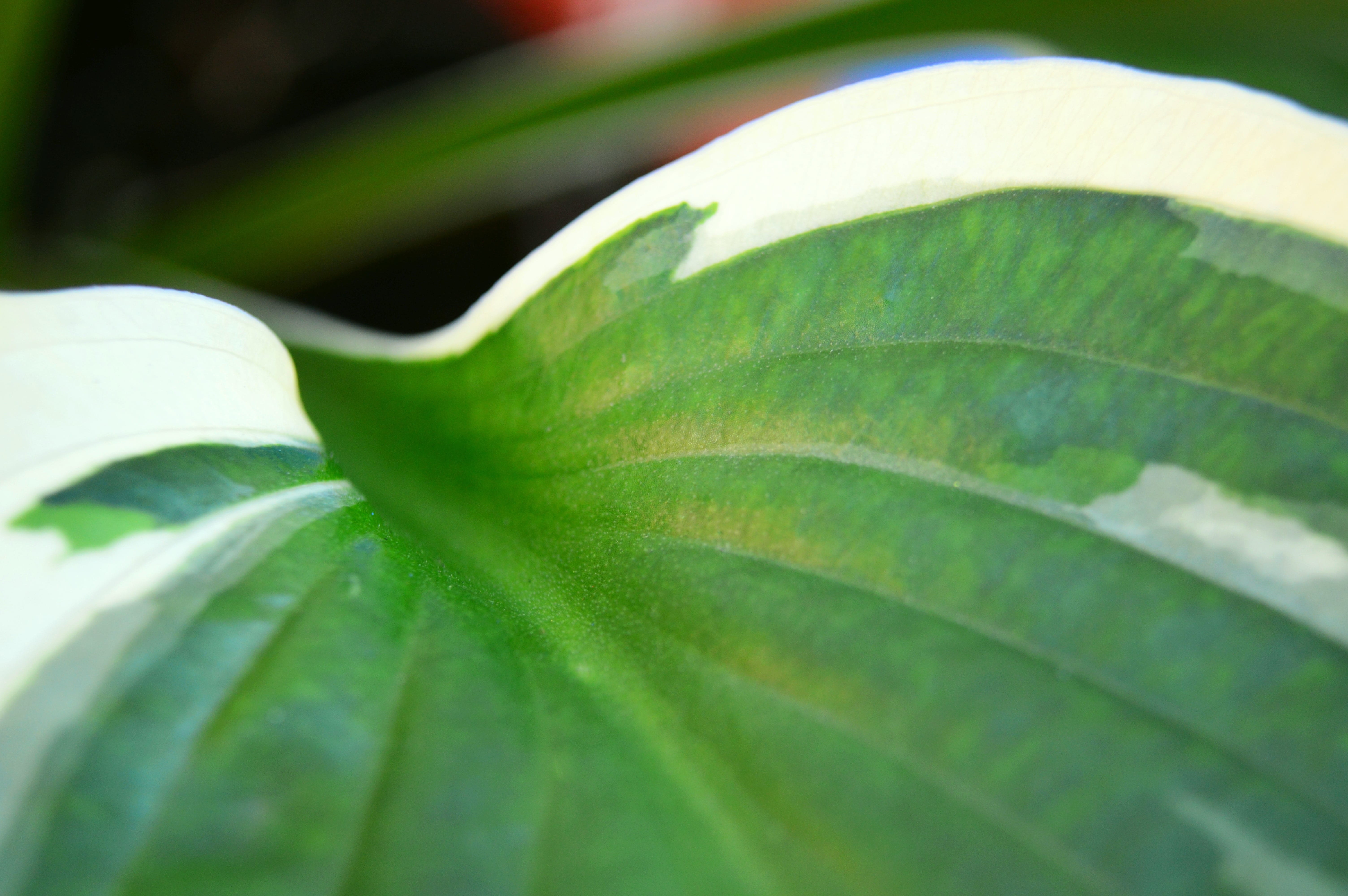 macro, focus on foreground, hosta, outdoors, minute man, backgrounds, green color, plantain lily, food and drink, ribbed, plant, extreme close-up, nature, HD Wallpaper