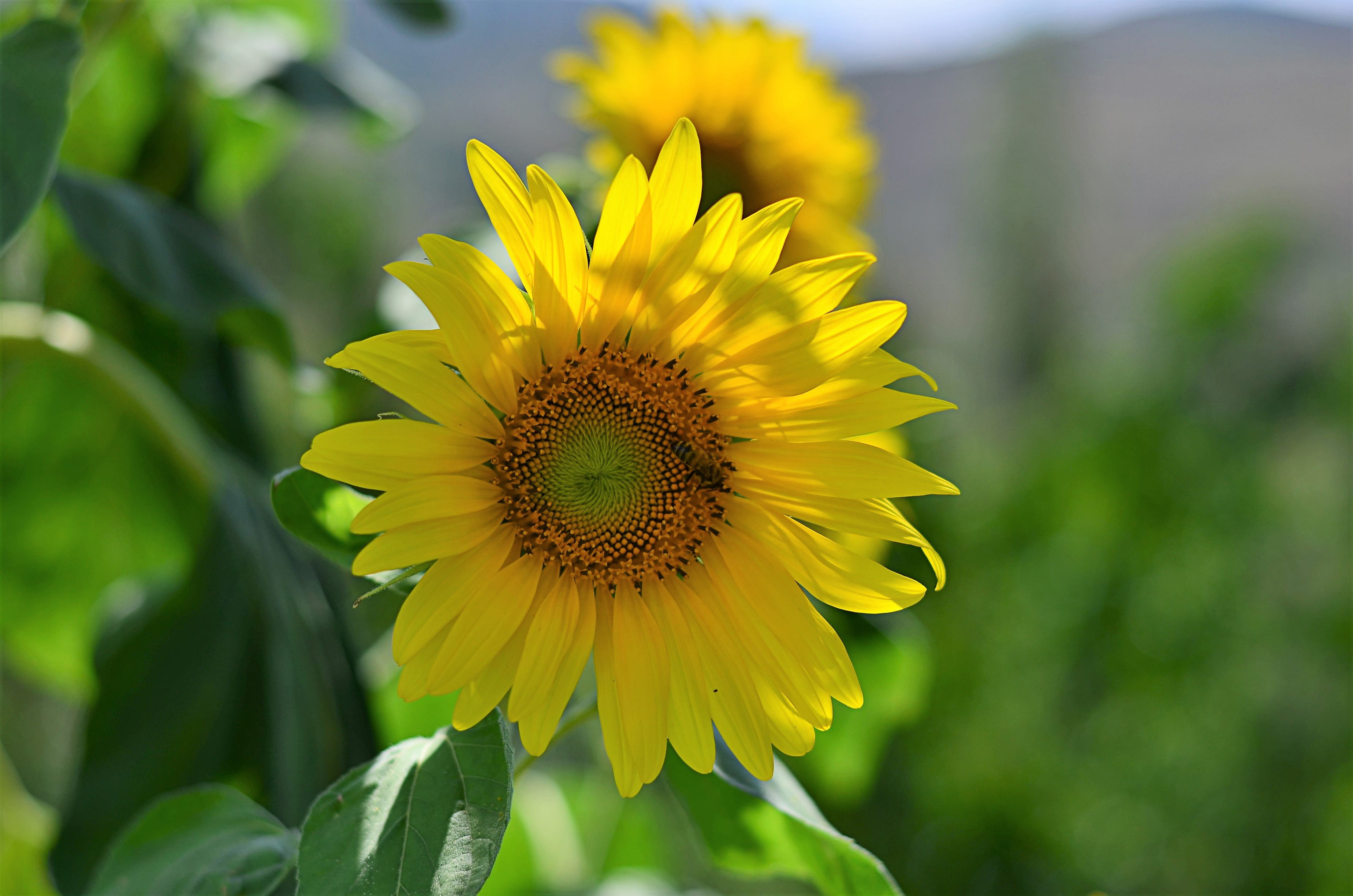 beauty, botanical, the leaves are, sunflower, landscape, fragility, great, background, vivid color, color, flower picture, turkey, focus on foreground, HD Wallpaper