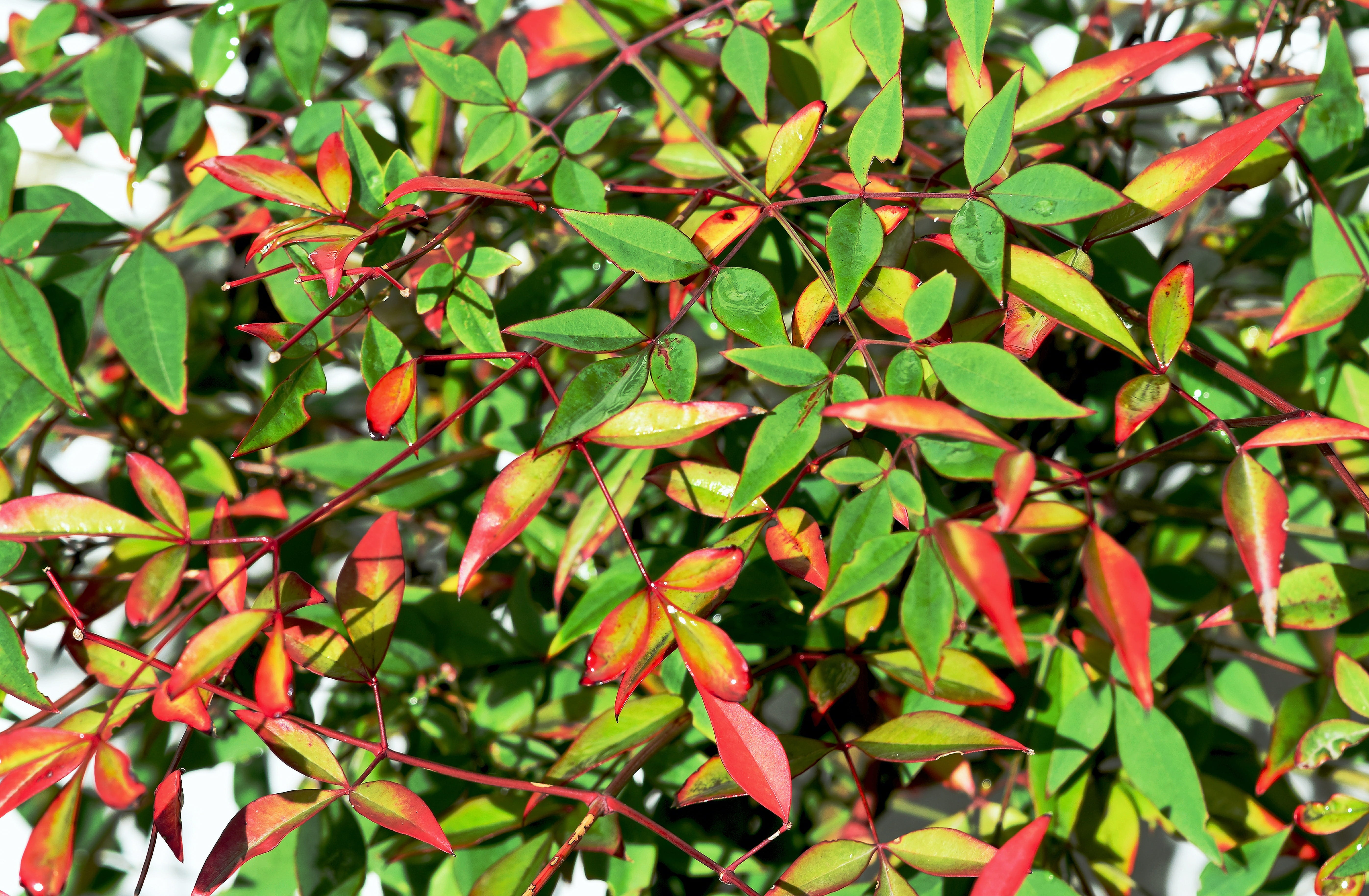 backgrounds, plant part, red, colourful, green color, growth, selective focus, nature, focus on foreground, leaf, plant, full frame, beauty in nature, outdoors, HD Wallpaper