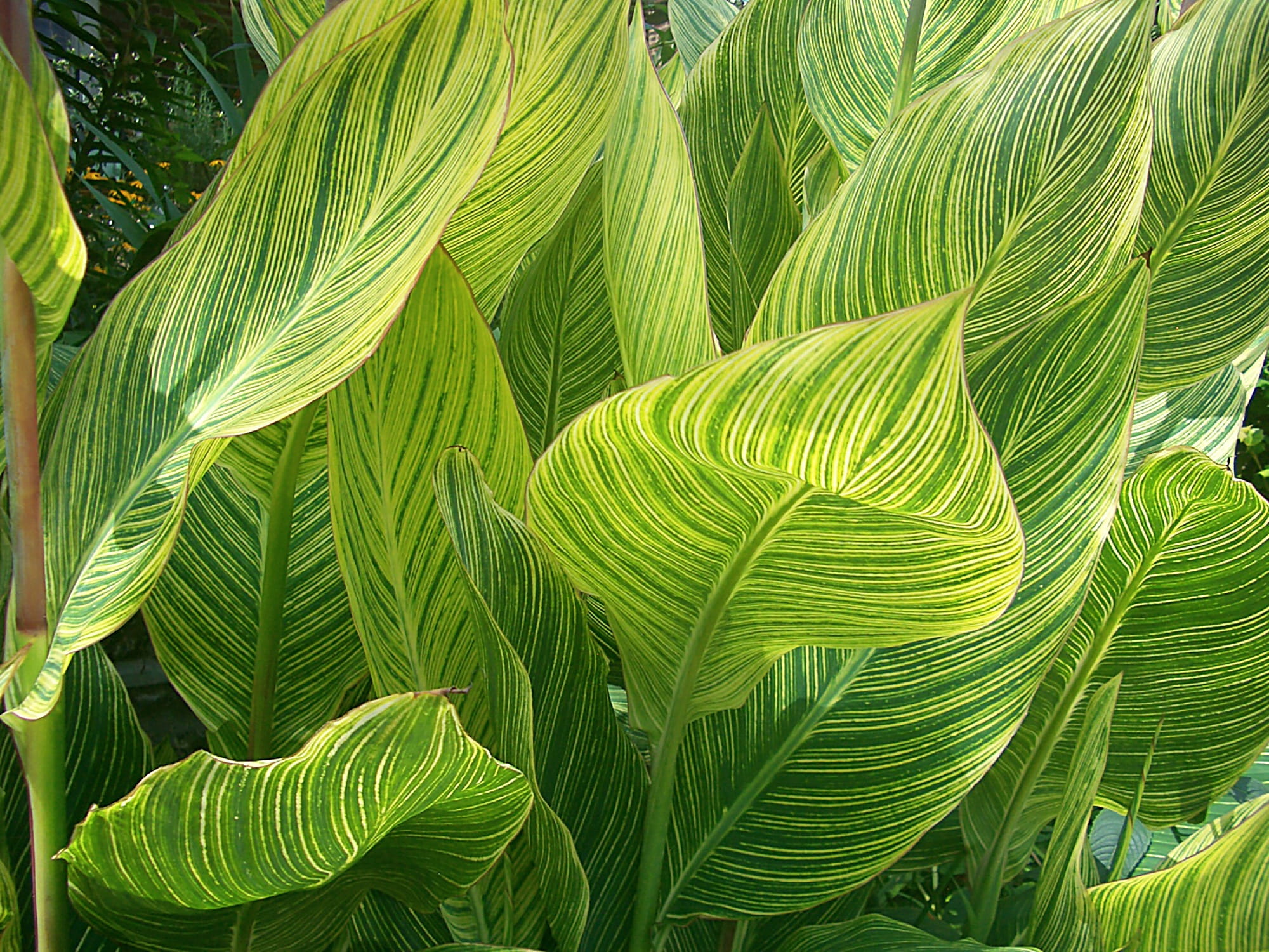 beauty in nature, leaves, tree, green, close-up, palm leaf, lush foliage, photography, tropical, botanical garden, canna, backgrounds, botany, exotic, full frame, HD Wallpaper