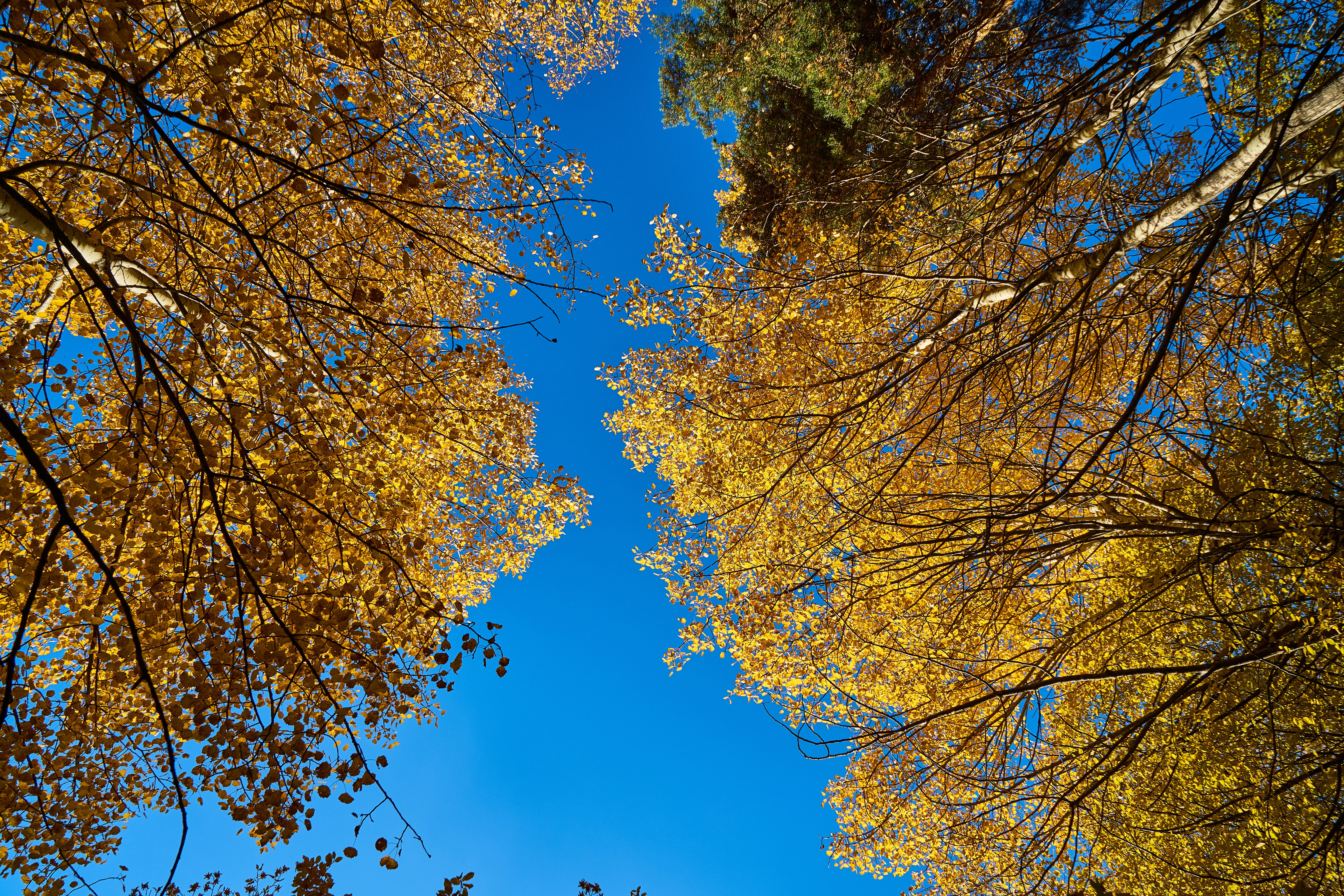 leaves, 8K, nature, autumn, tranquility, tree canopy, background, plant, low angle view, current season, yellow, beauty in nature, branch, growth, color image, HD Wallpaper