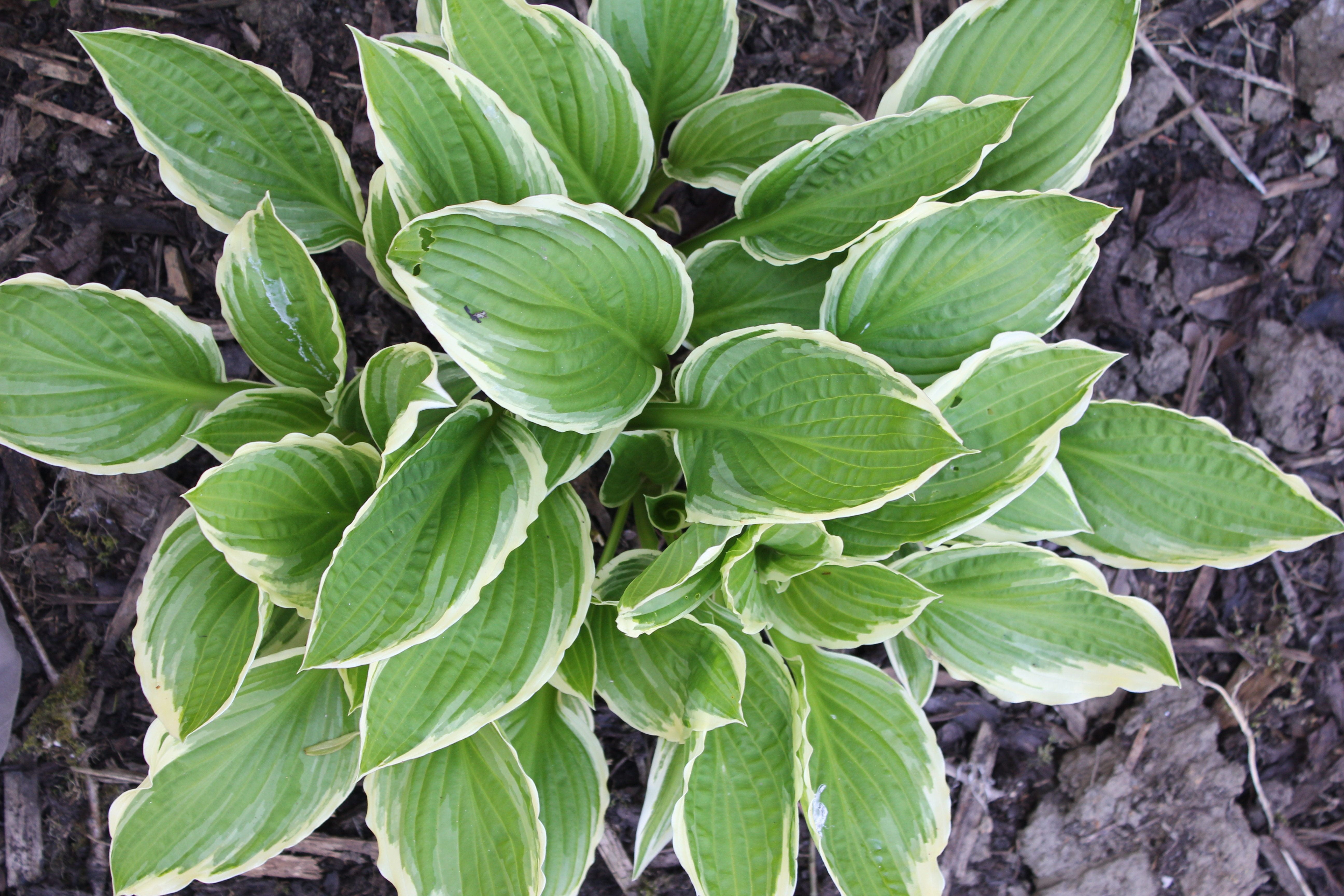 leaf, variegated, woodland, garden, hosta, perennial, close-up, day, food and drink, freshness, land, leaves, flora, high angle view, outdoors, directly above, HD Wallpaper