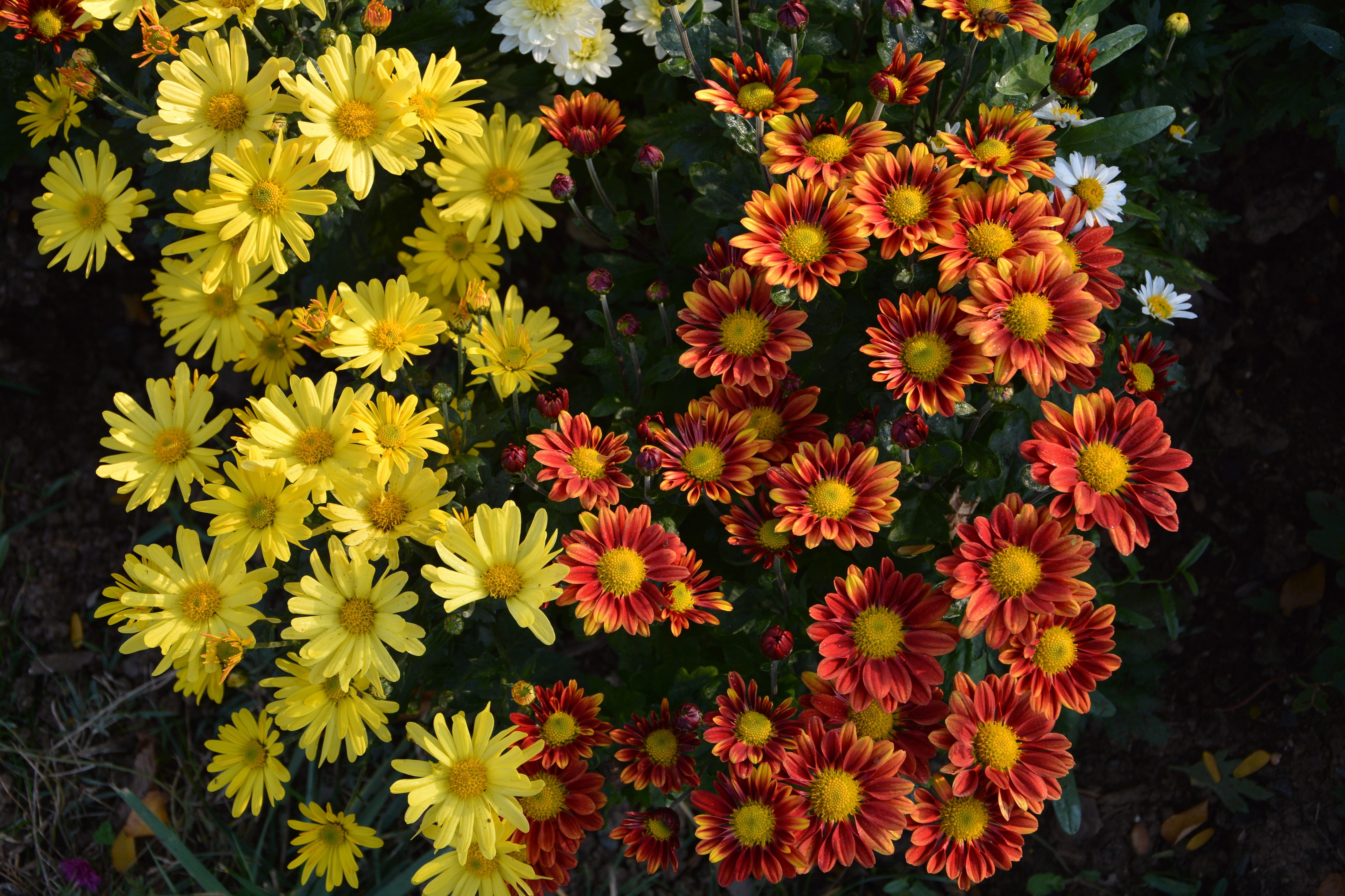 outdoors, the leaves are, petals, natural colors, texture, vulnerability, blooming, petal, wall paper, chichewa live, background, flowering plant, no people, HD Wallpaper