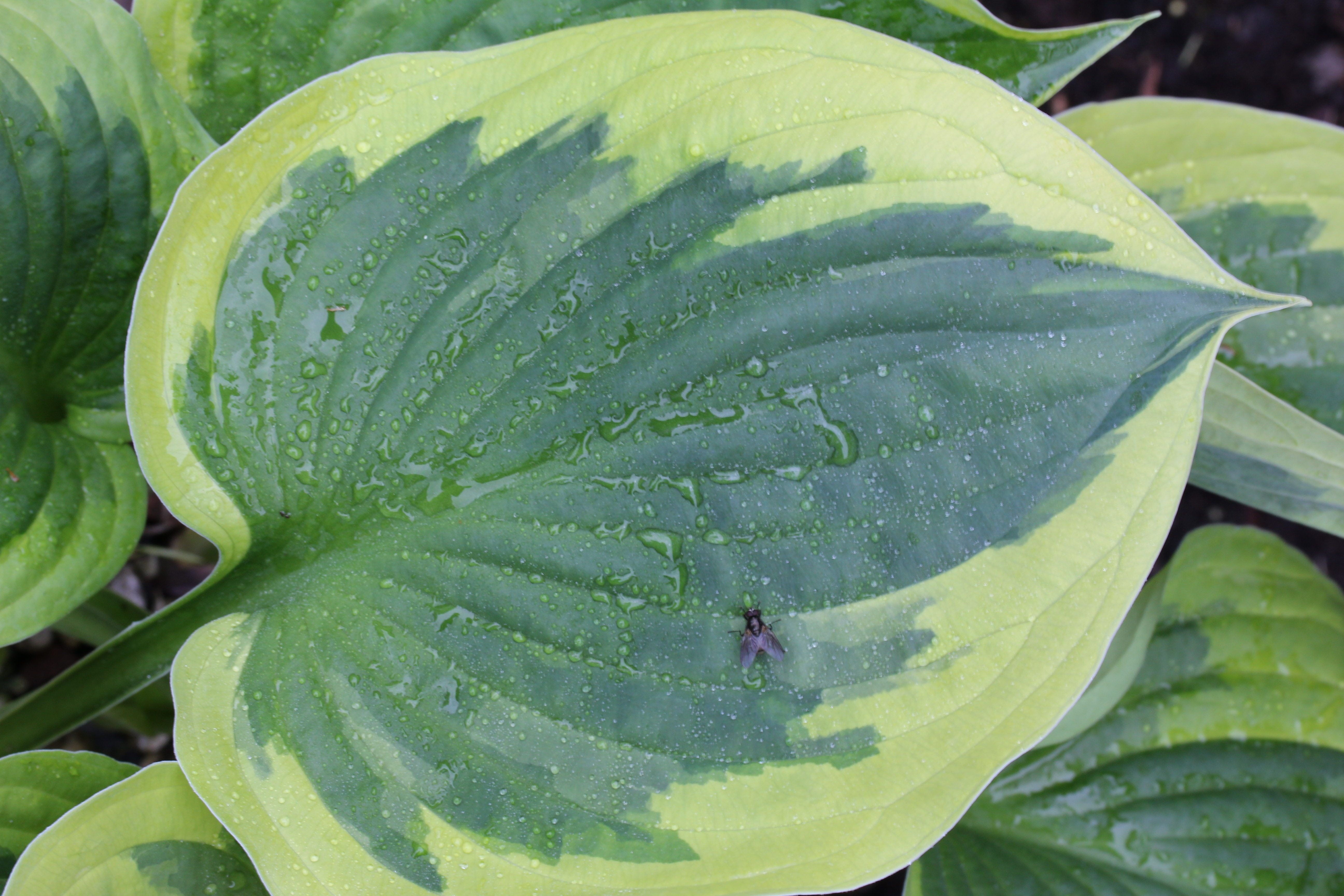 plant part, plantain lily, plant, flower, water, no people, drop, 2 toned, day, perennial, growth, focus on foreground, nature, garden, food and drink, HD Wallpaper